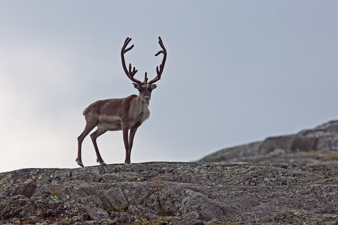 Una Renna in una notte artica