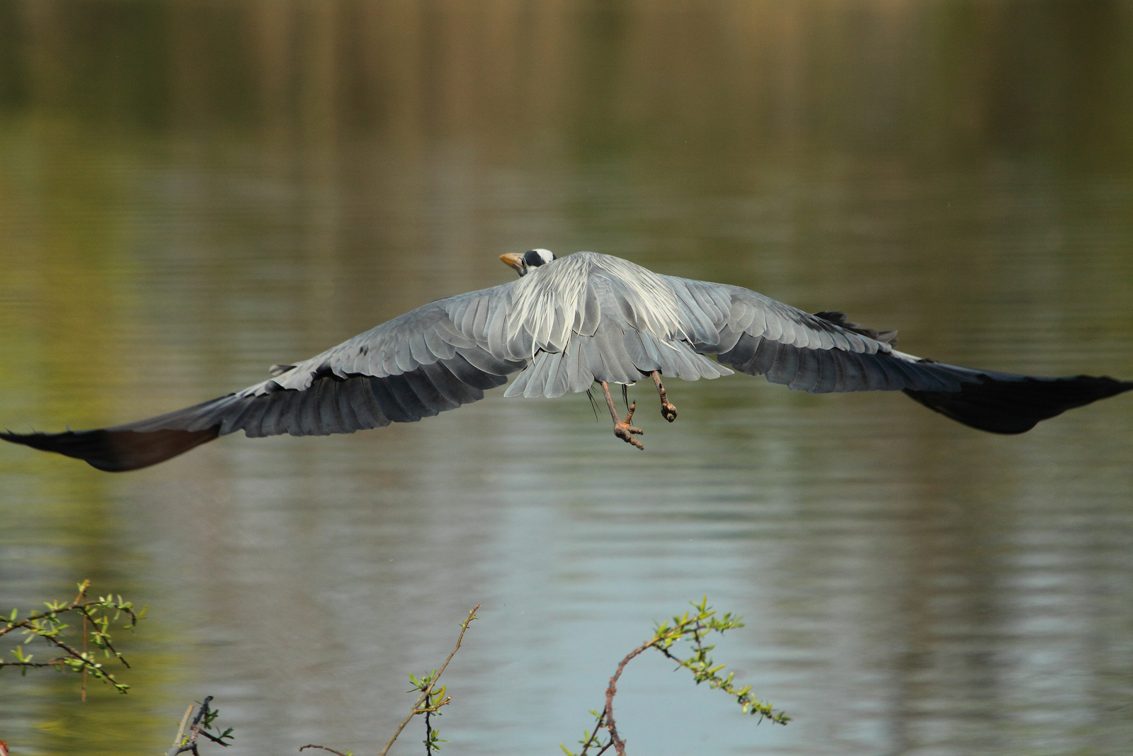 heron in flight
