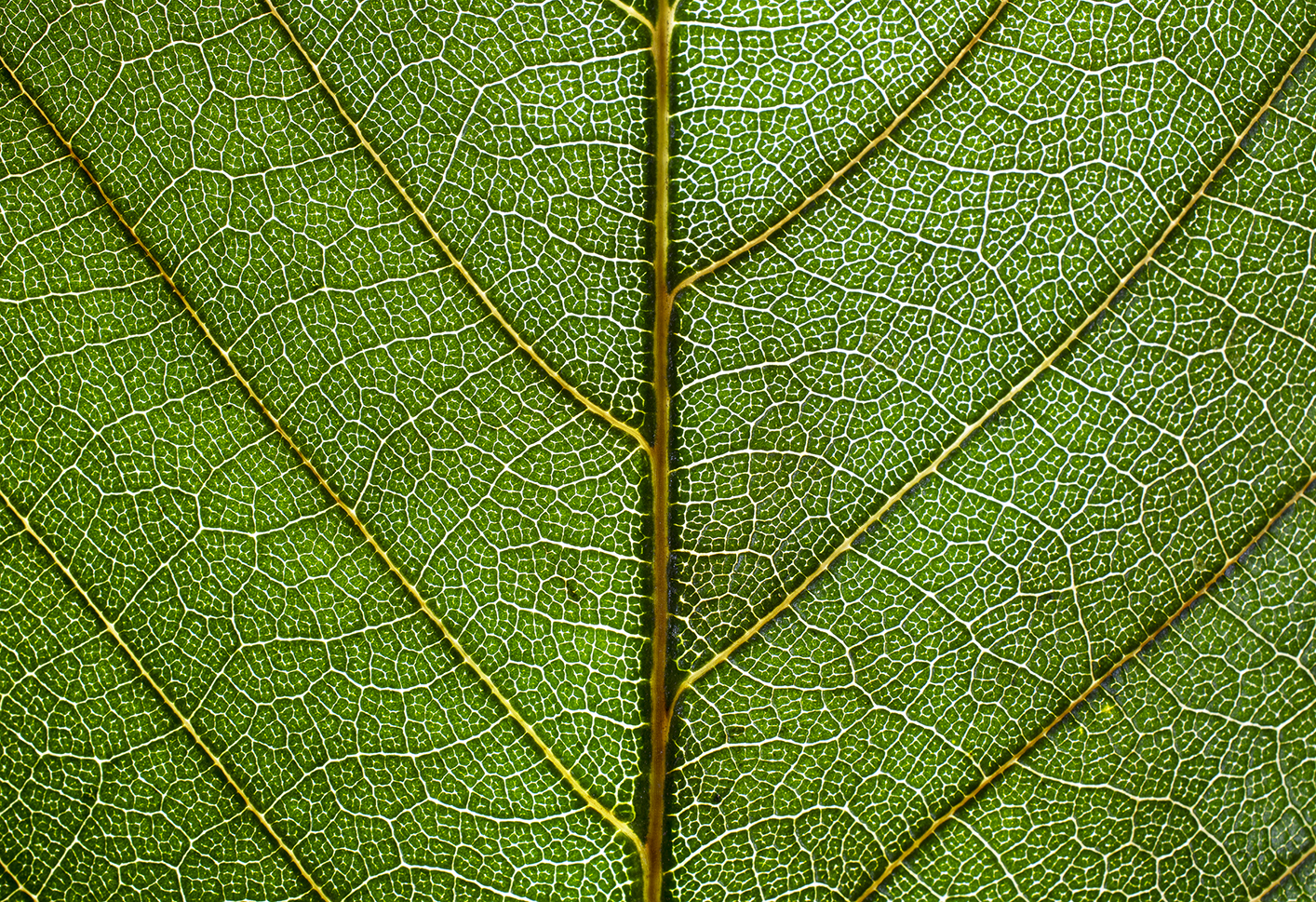 Chestnut leaf...