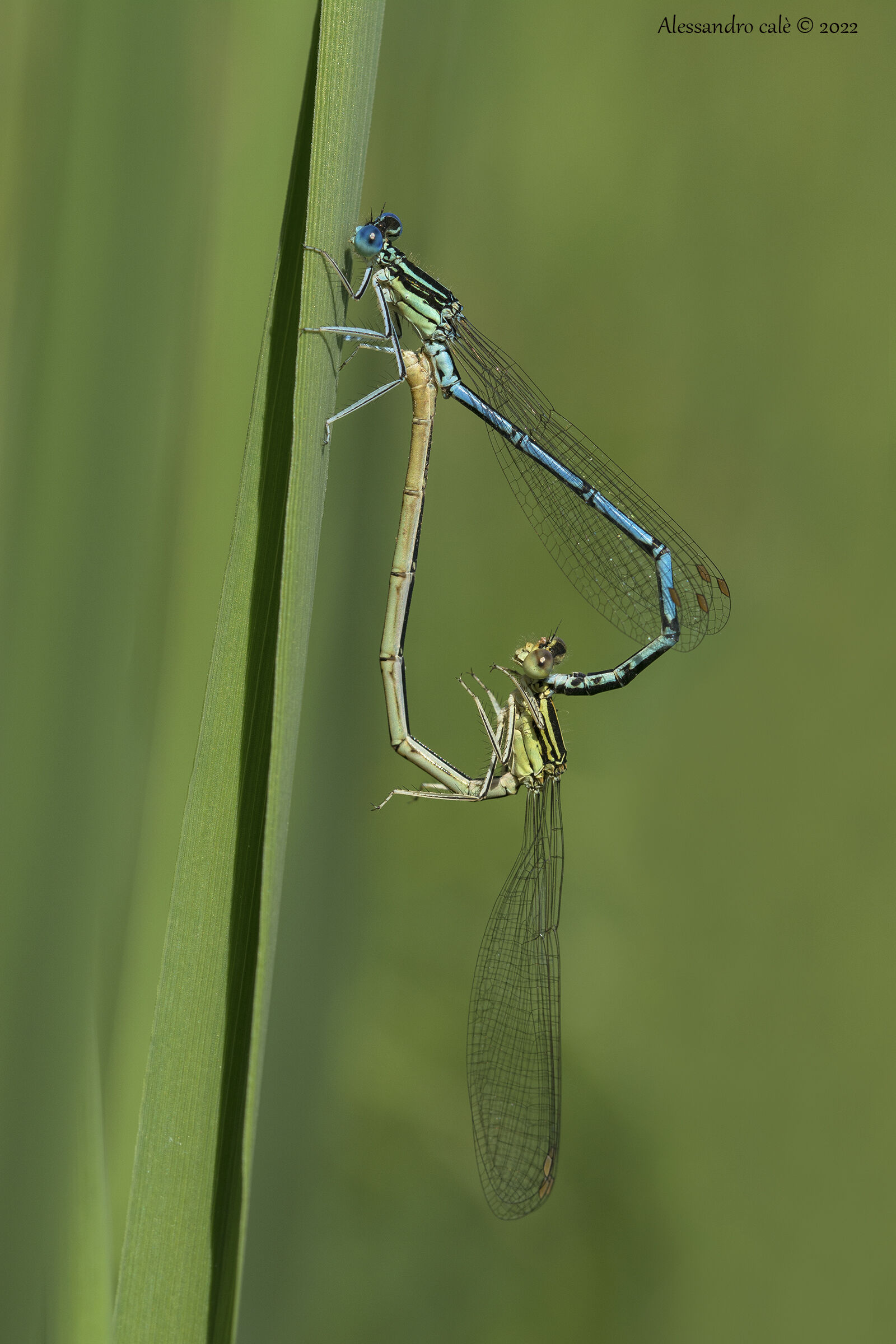 Platycnemis pennipes 5594