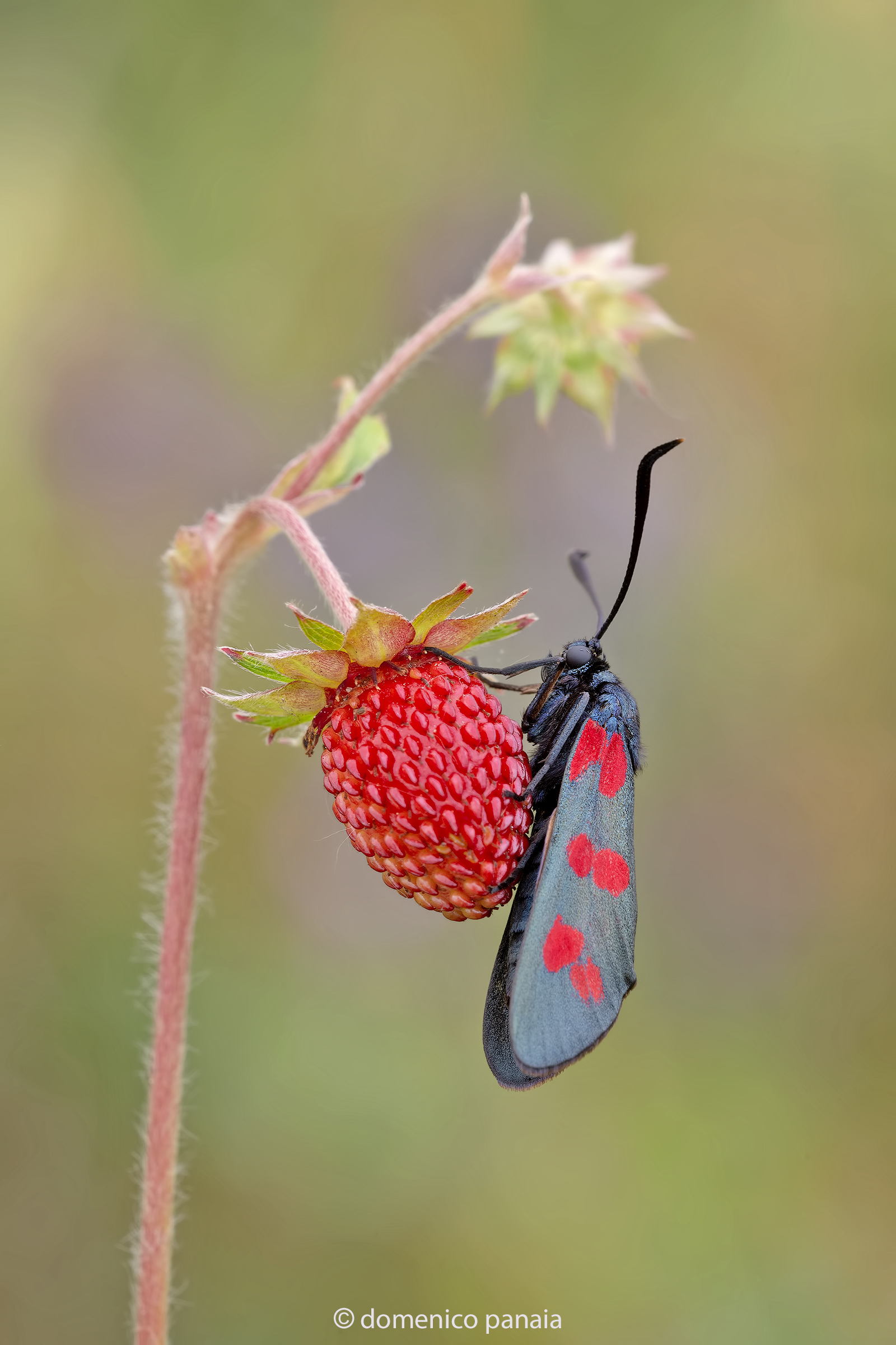 zygaena filipendulae
