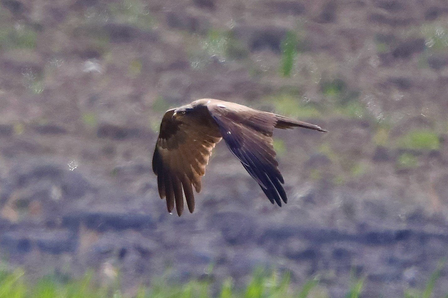 Nibbio bruno 29-04-2022