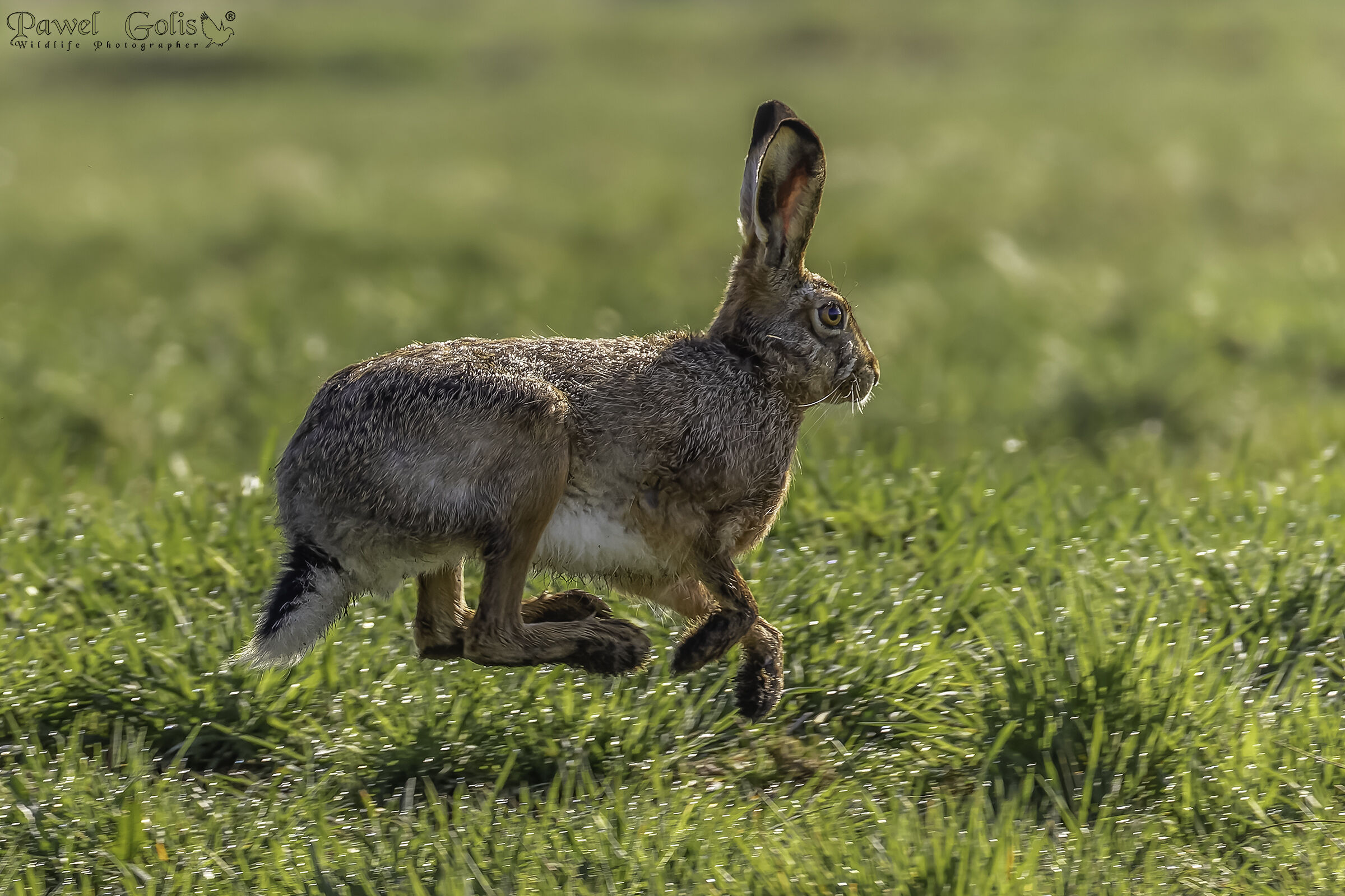 Lepre europea (Lepus europaeus)
