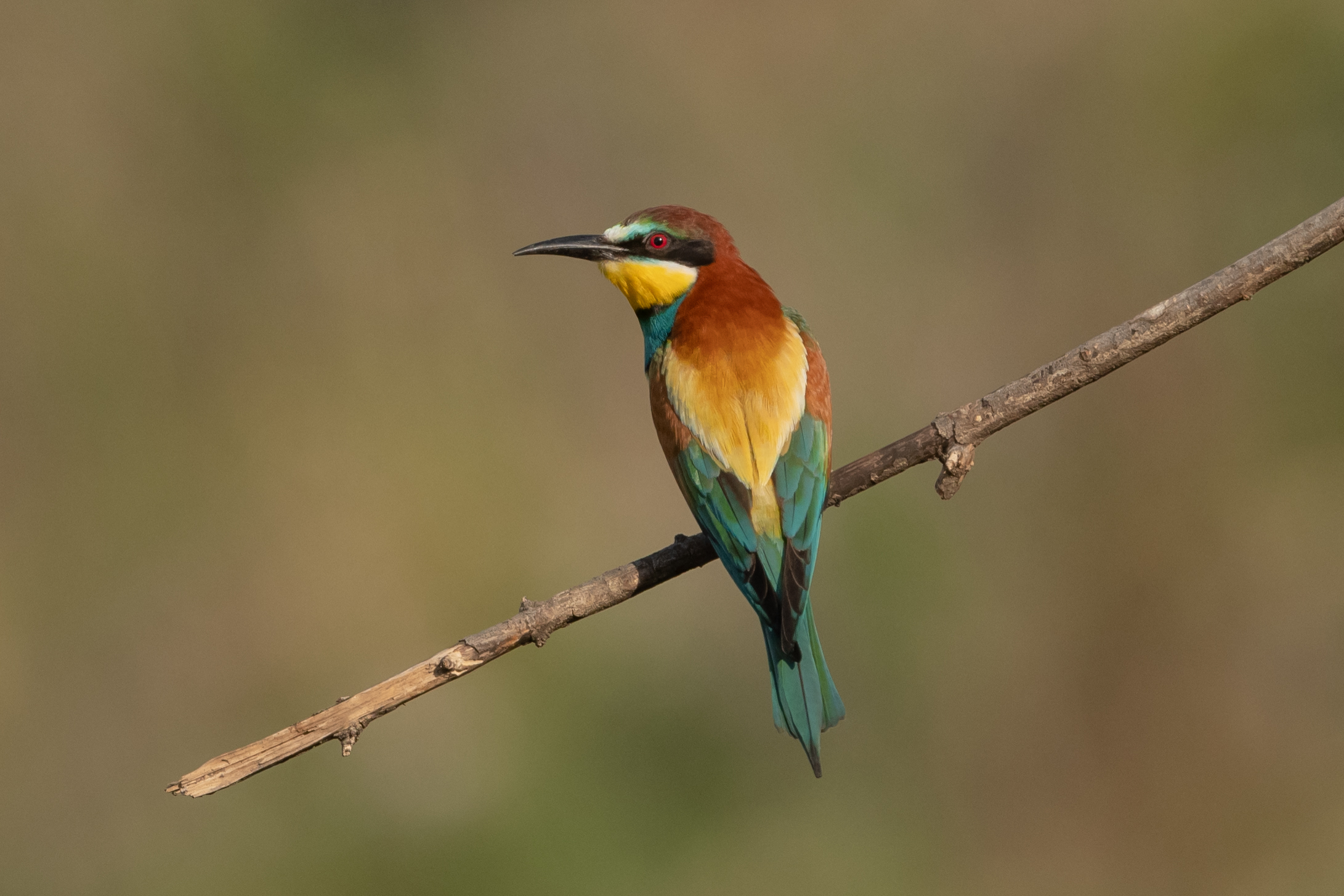 bee-eater