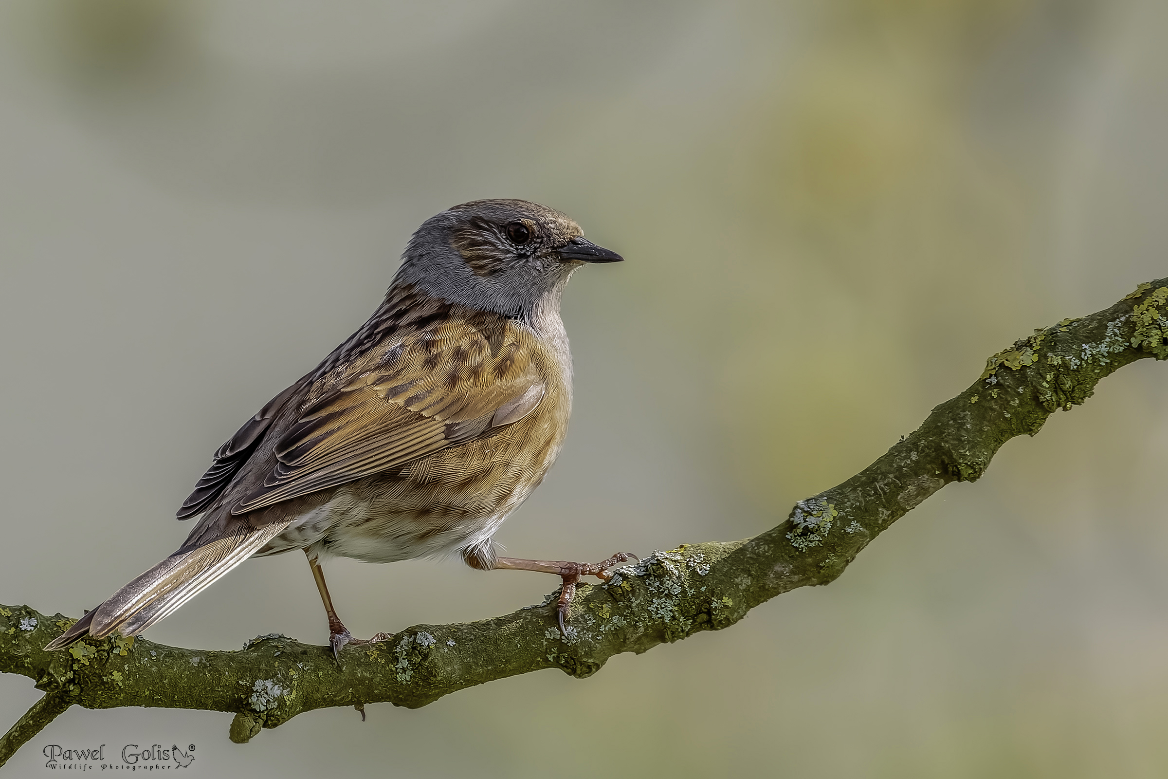 Dunnock (Prunella modularis)