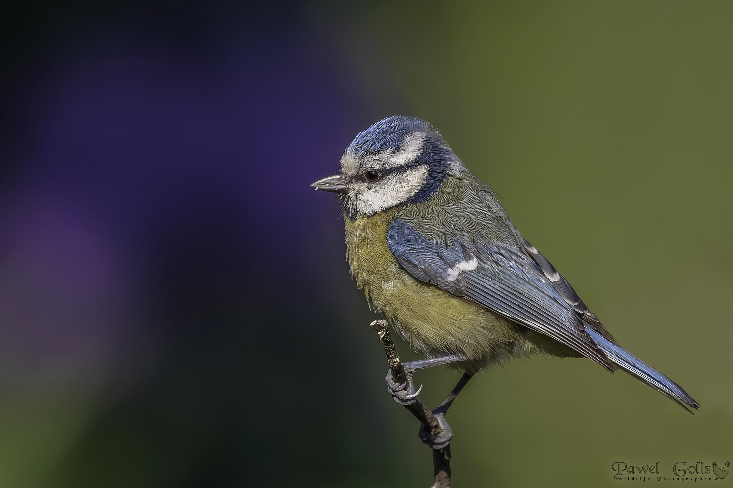 Cinciallegra eurasiatica (Cyanistes caeruleus)