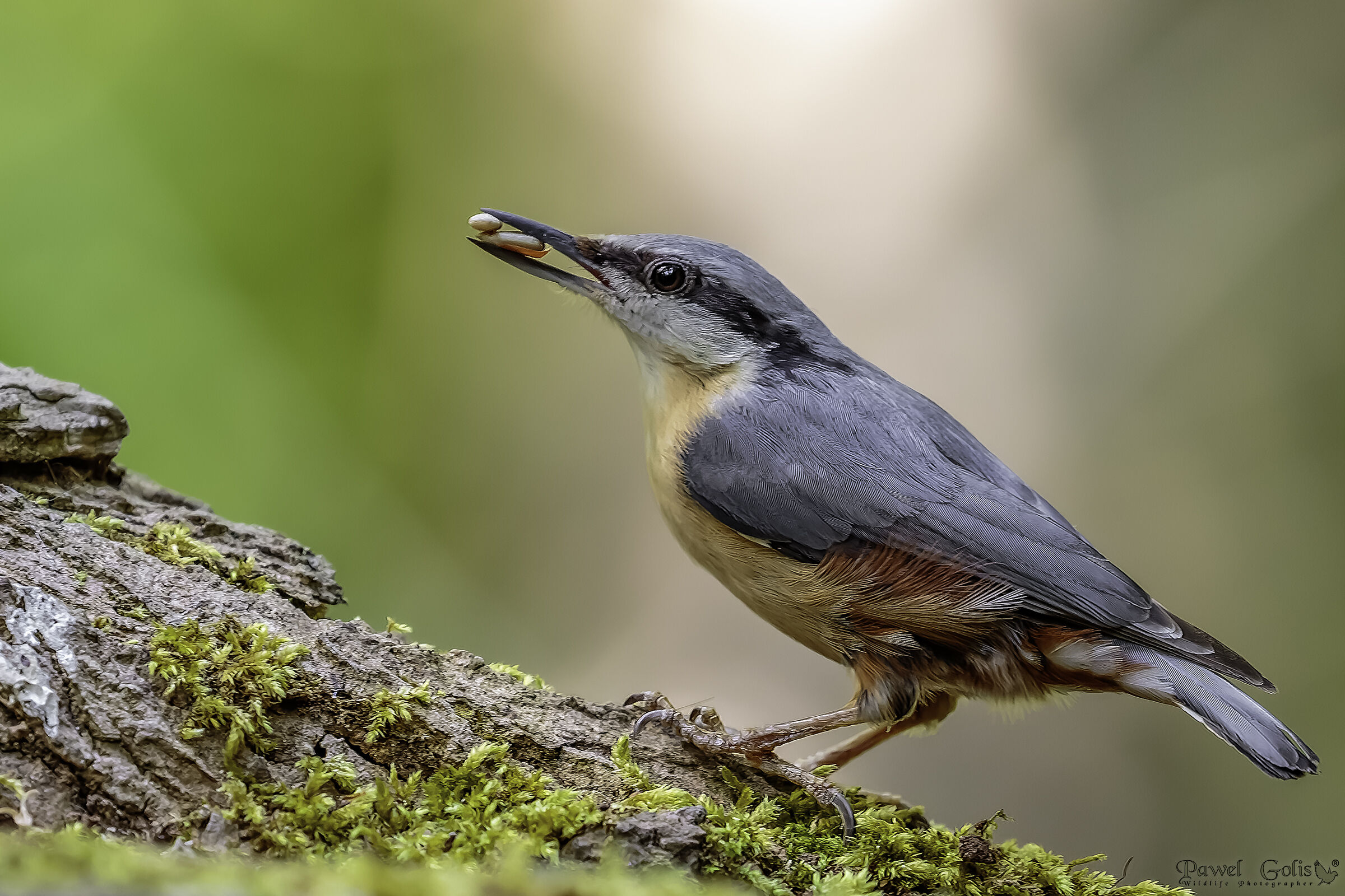 Nuthatch (Sitta europaea)