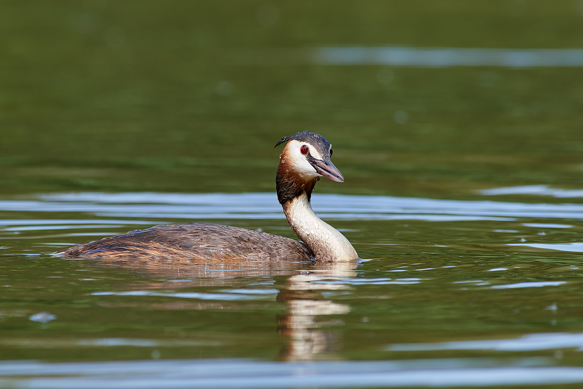 Grebe