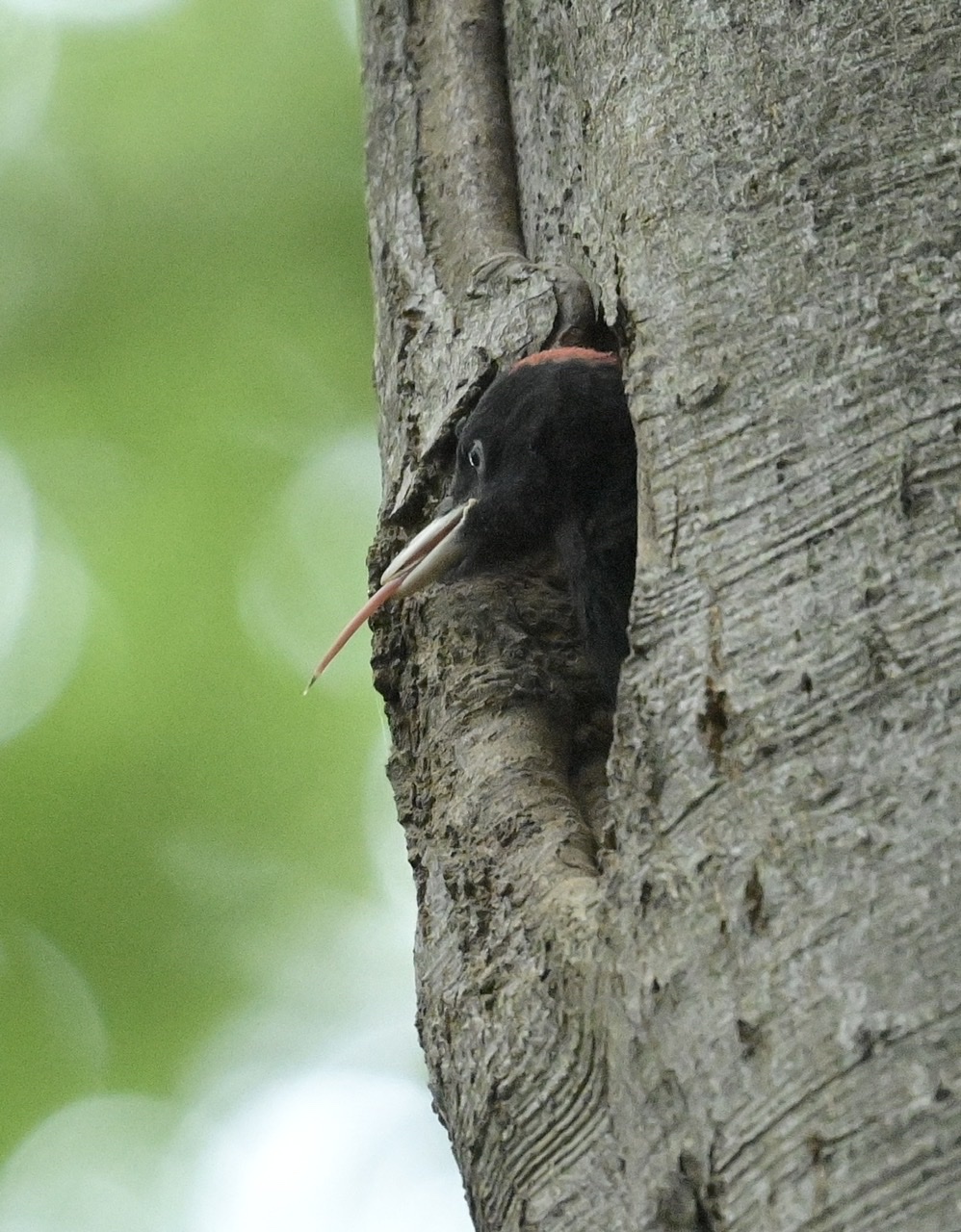 Black woodpecker pullo