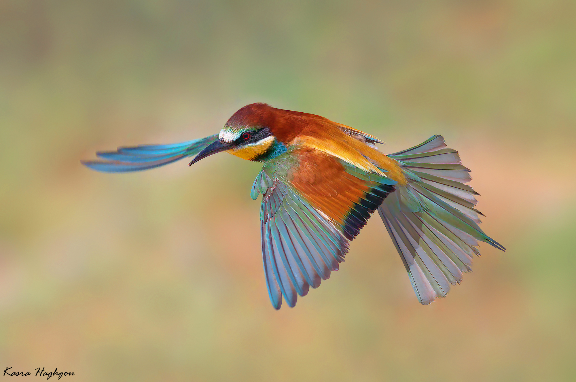 Bee-eater