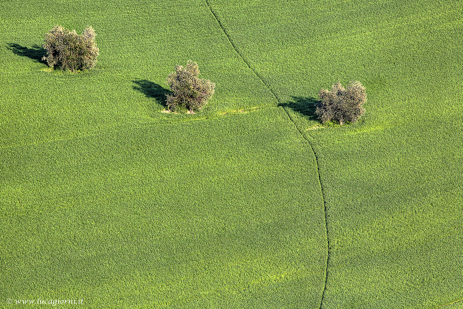 Campaign Marchegiana 2