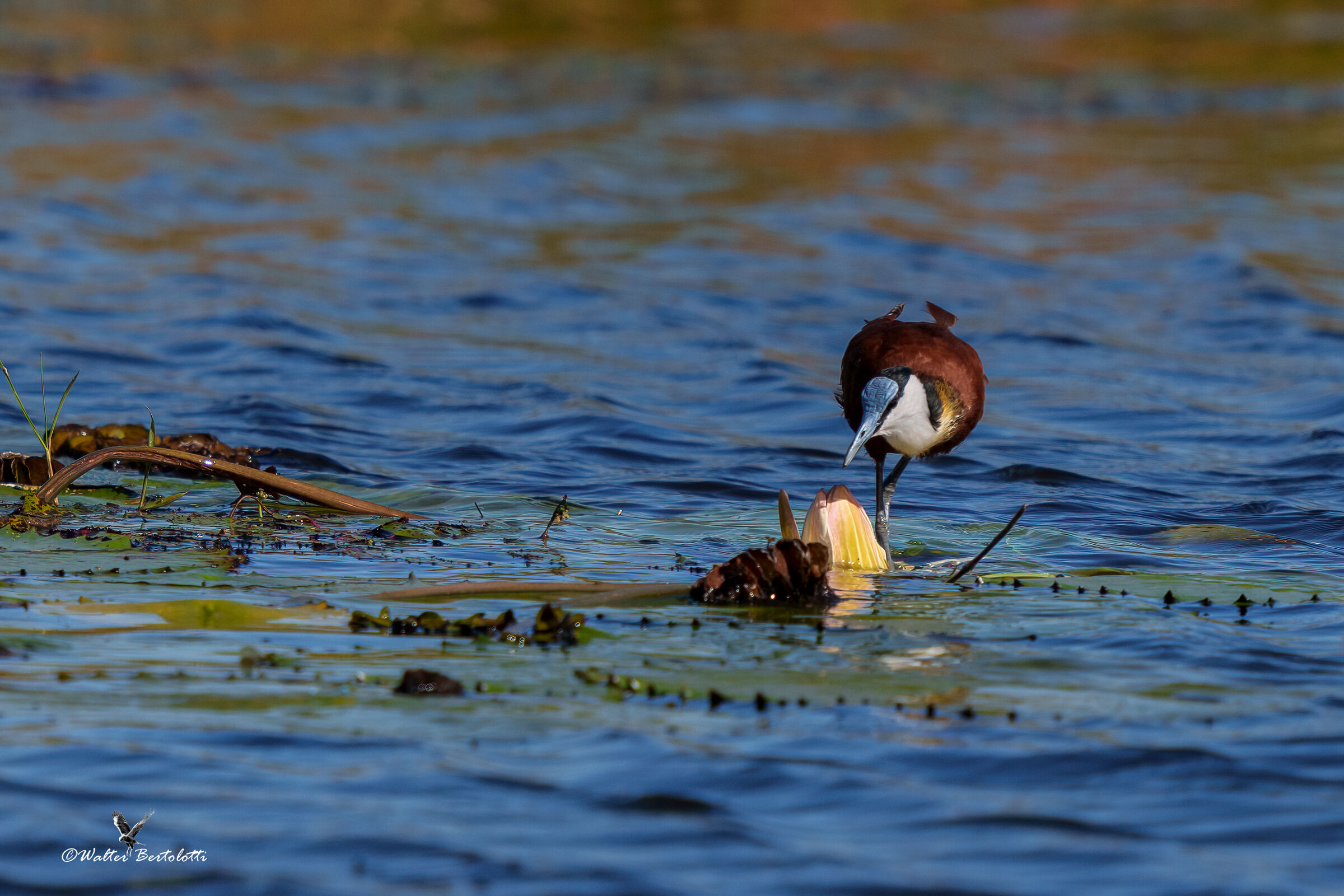 jacana
