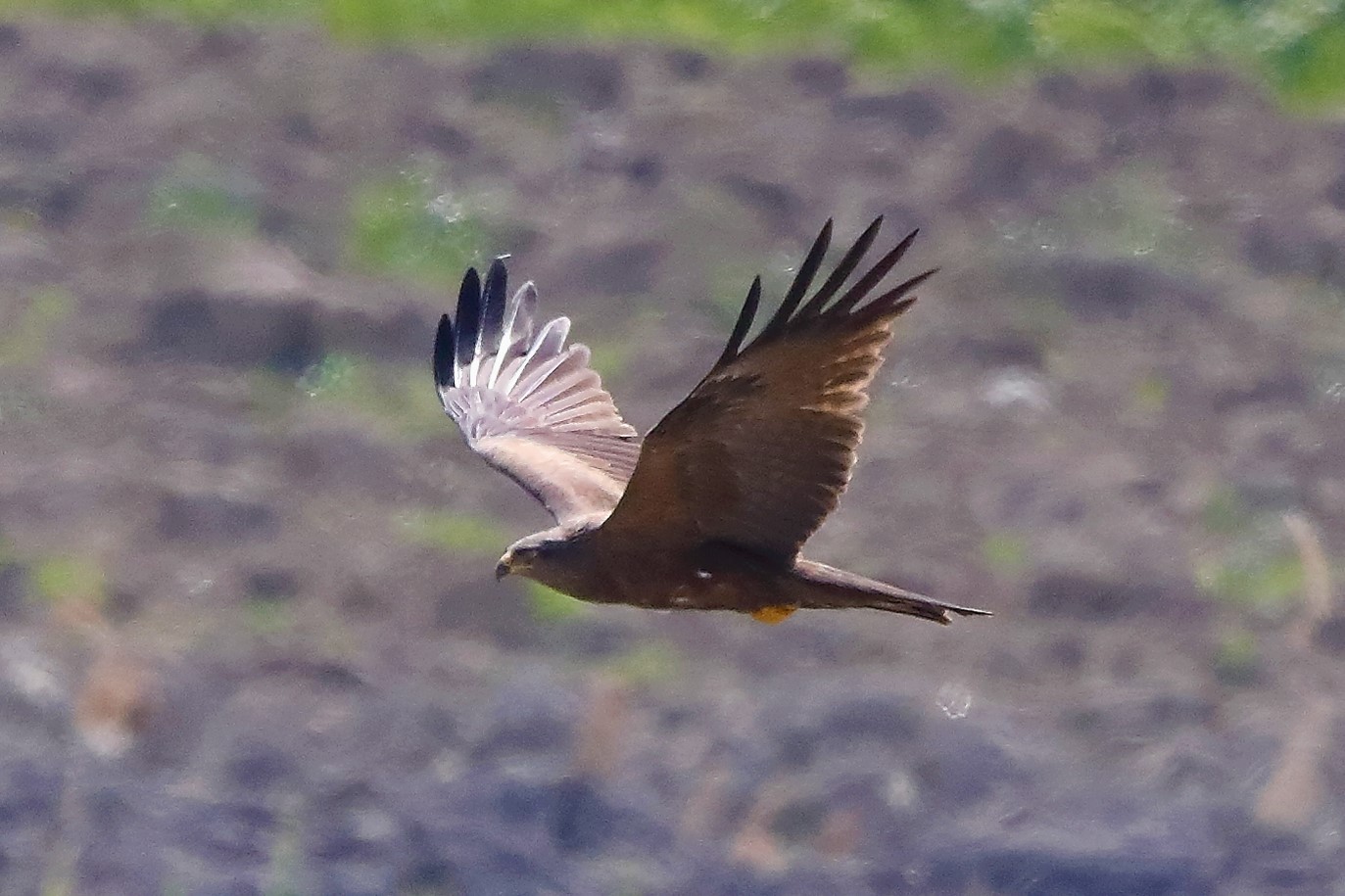 Nibbio bruno 29-04-2022