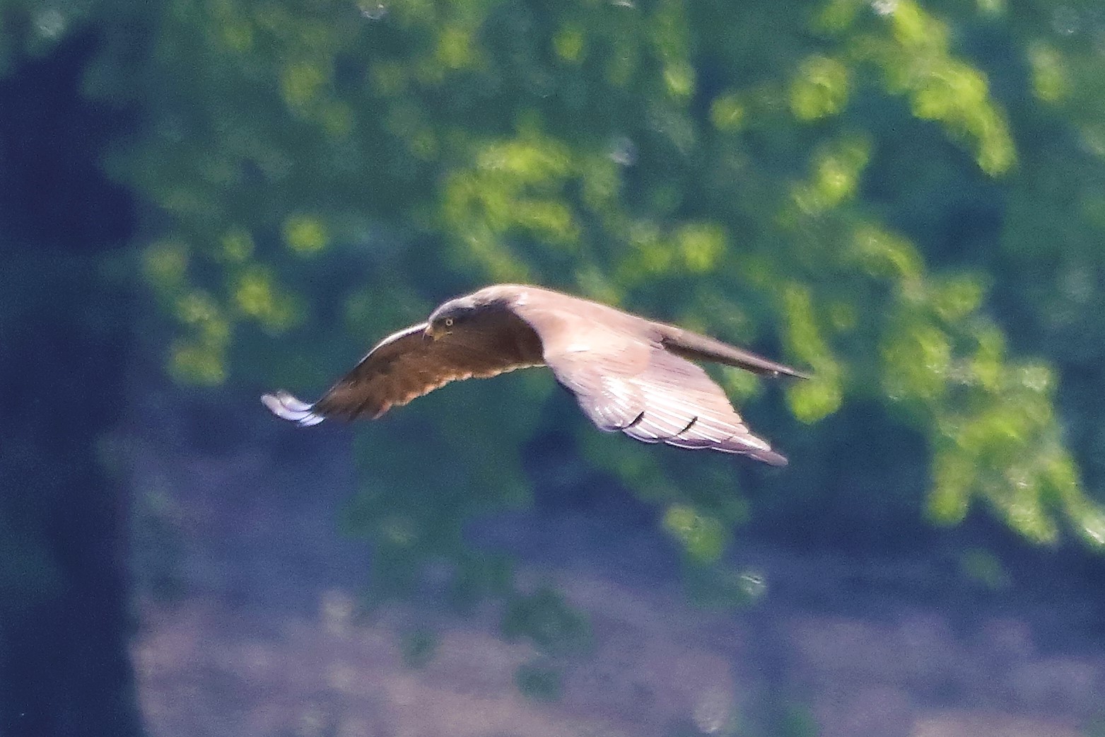 Nibbio bruno 29-04-2022