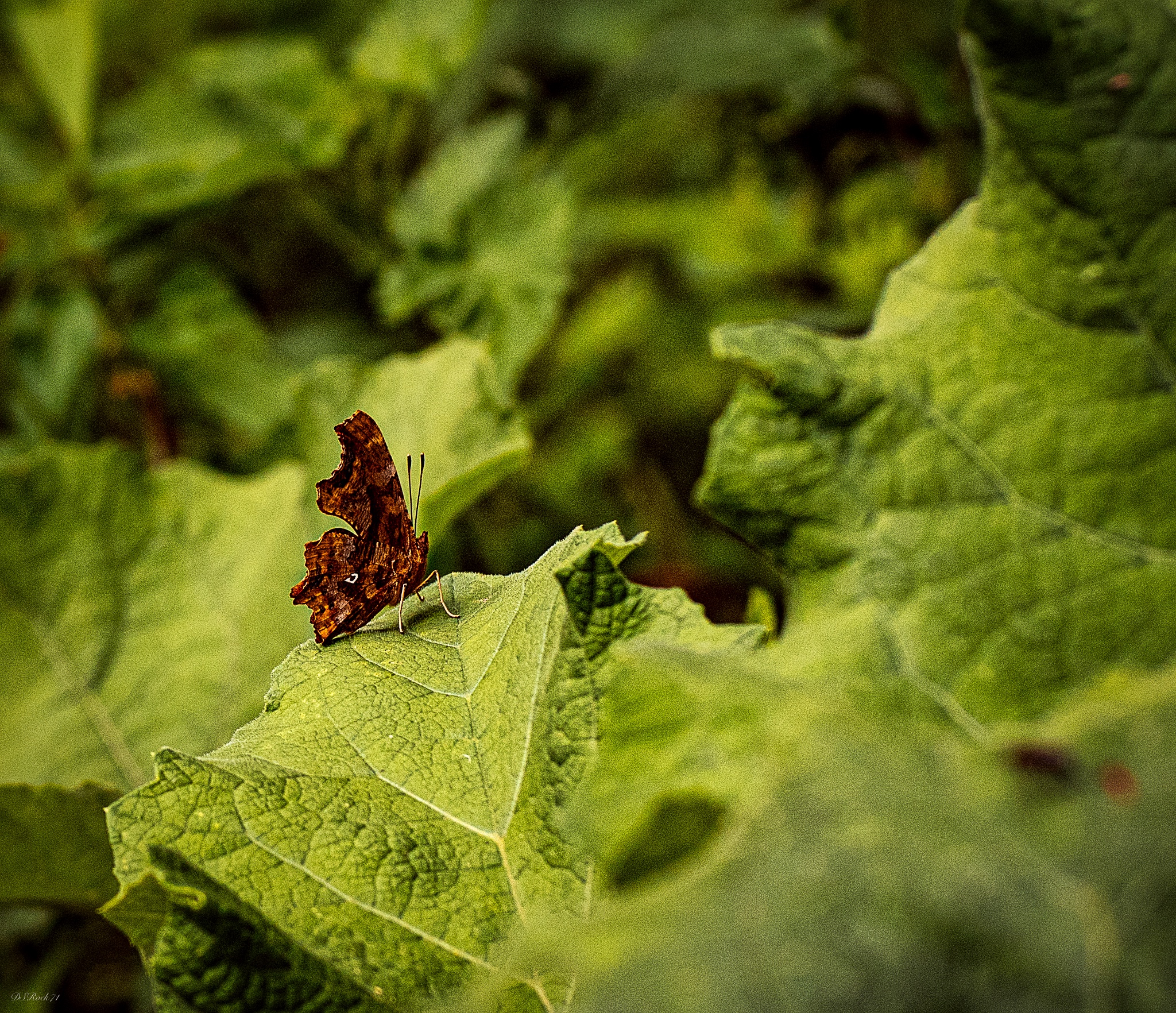 a beautiful butterfly 2
