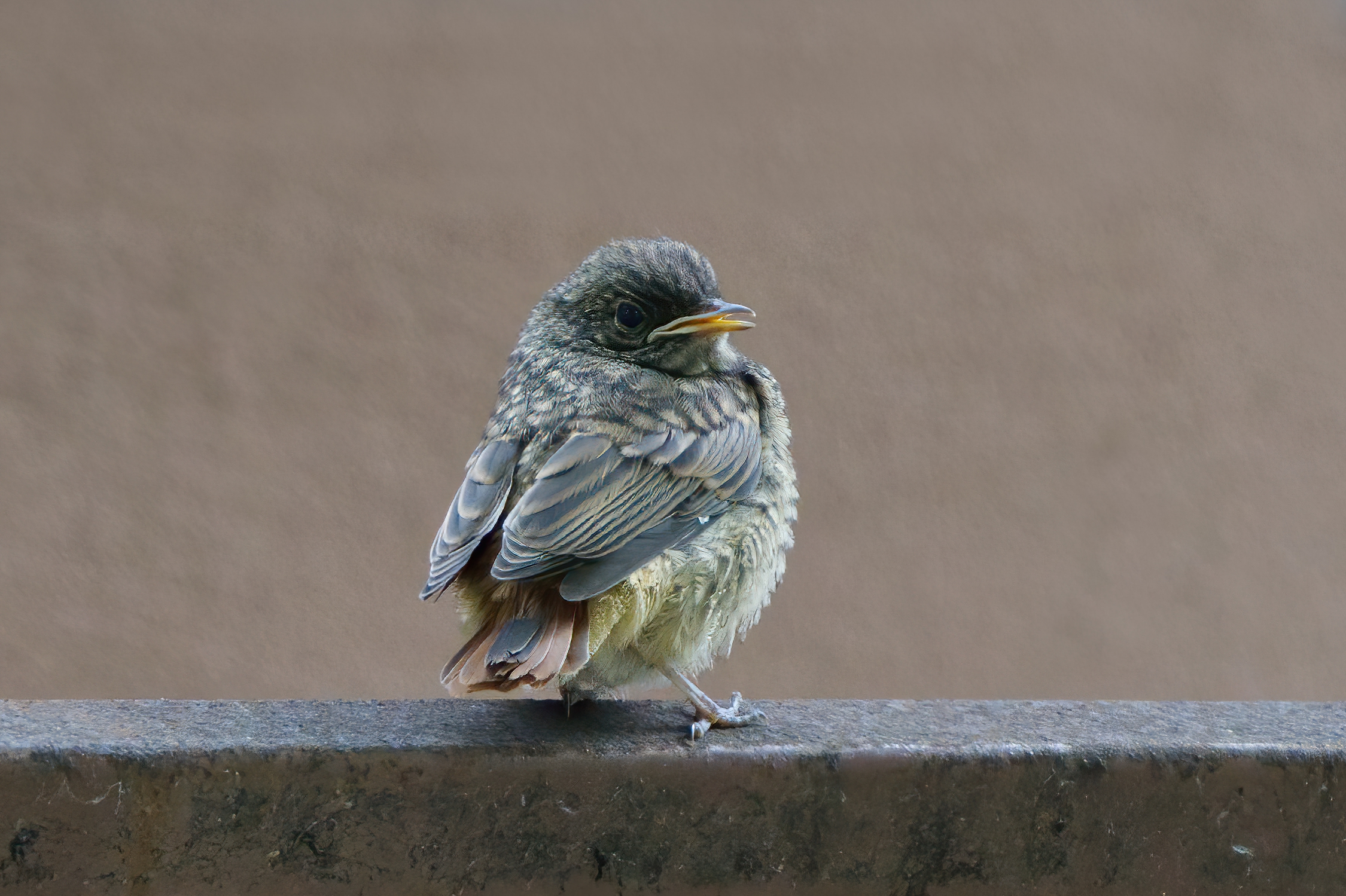 Piccoletto di codirosso