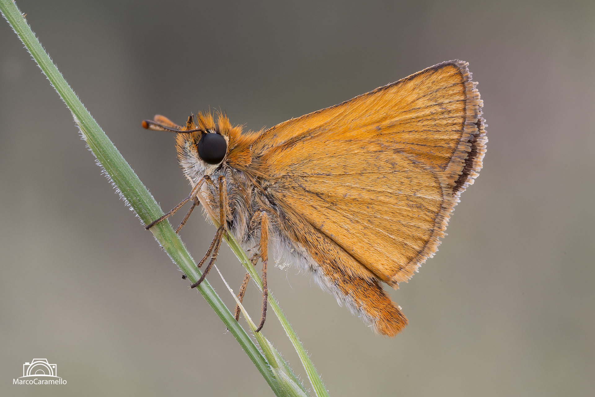 Thymelicus sylvestris
