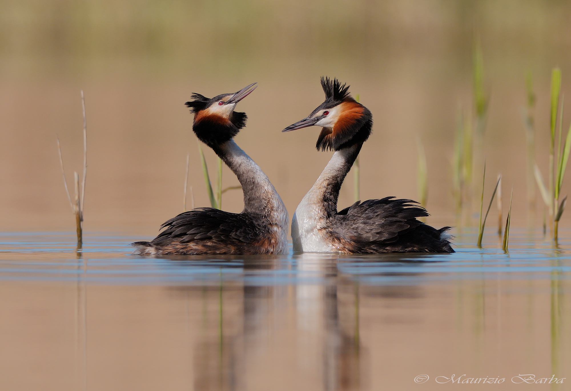 Grebes