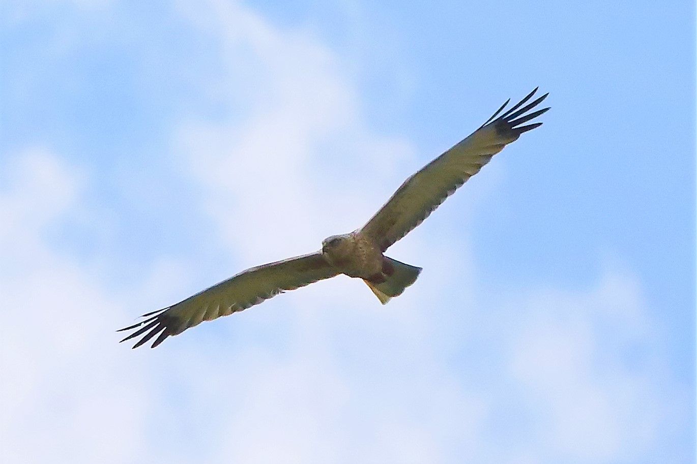 falco di palude 30-04-2022