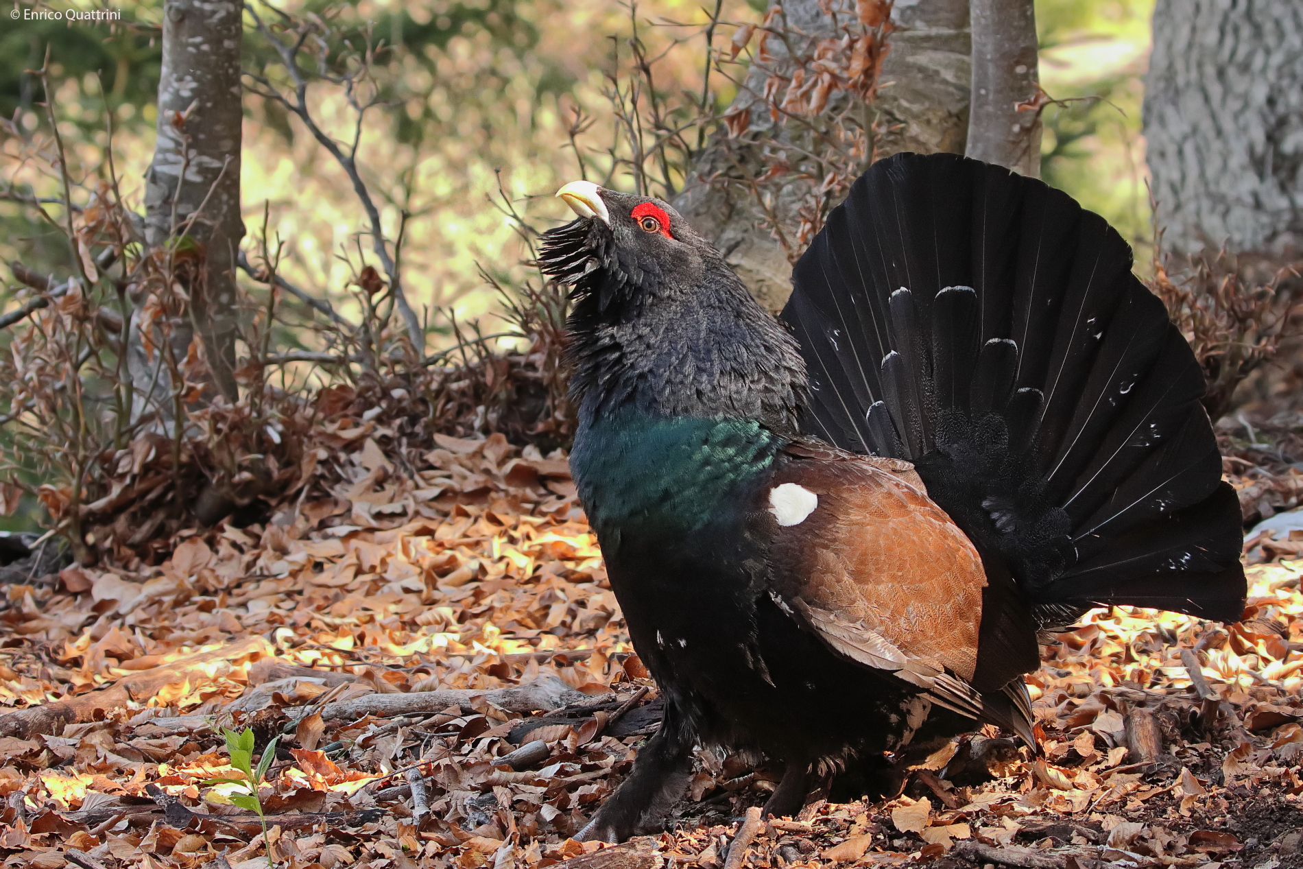 Gallo cedrone