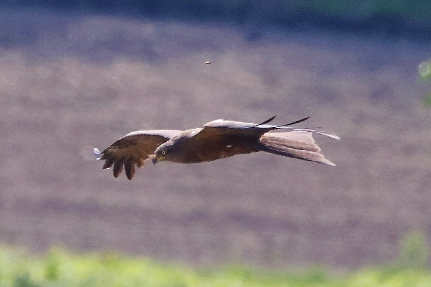 Nibbio bruno 29-04-2022