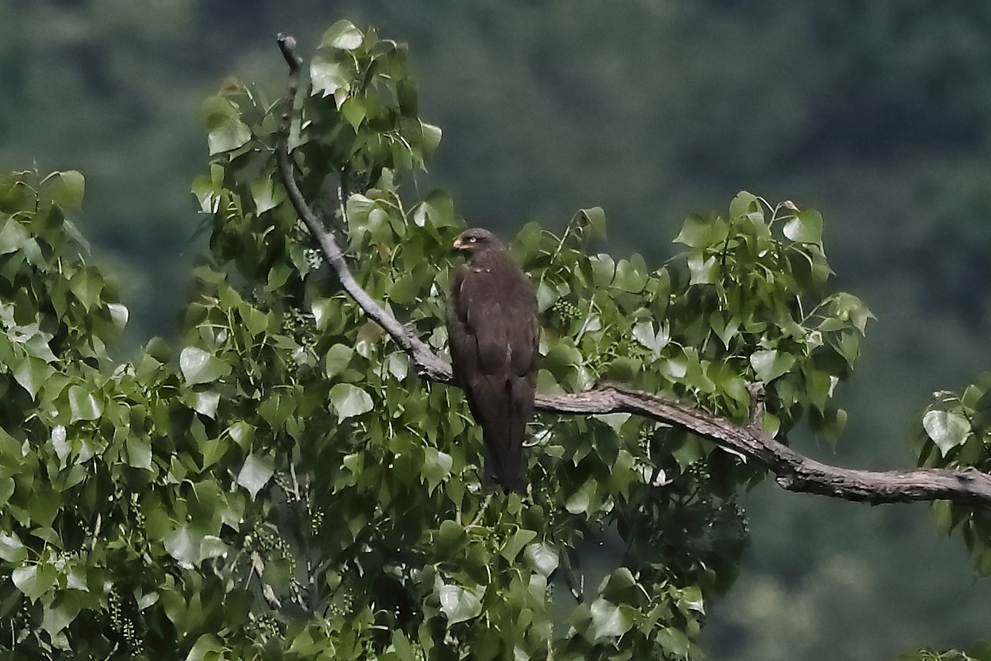 Nibbio bruno 29-04-2022