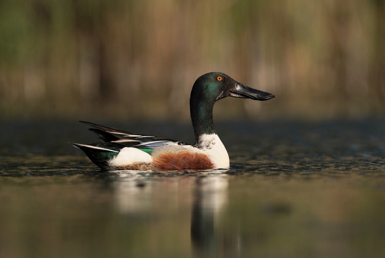 The northern shoveler