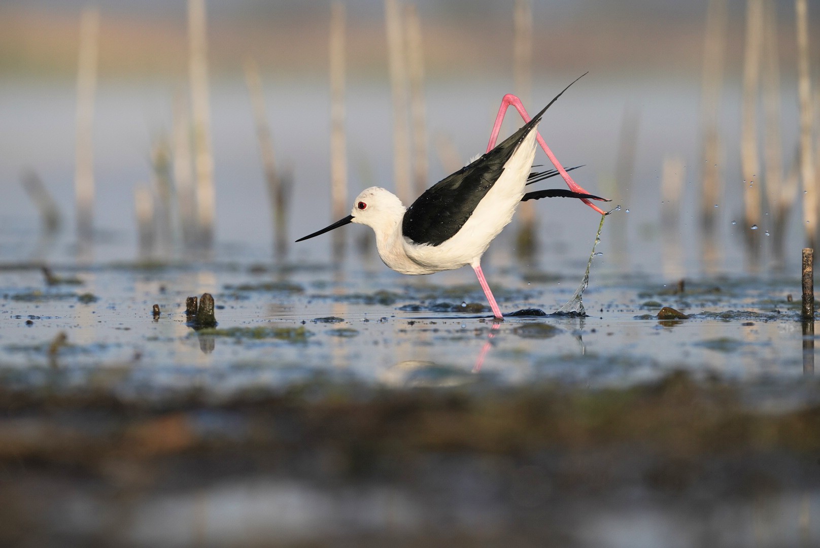 The black-winged stilt