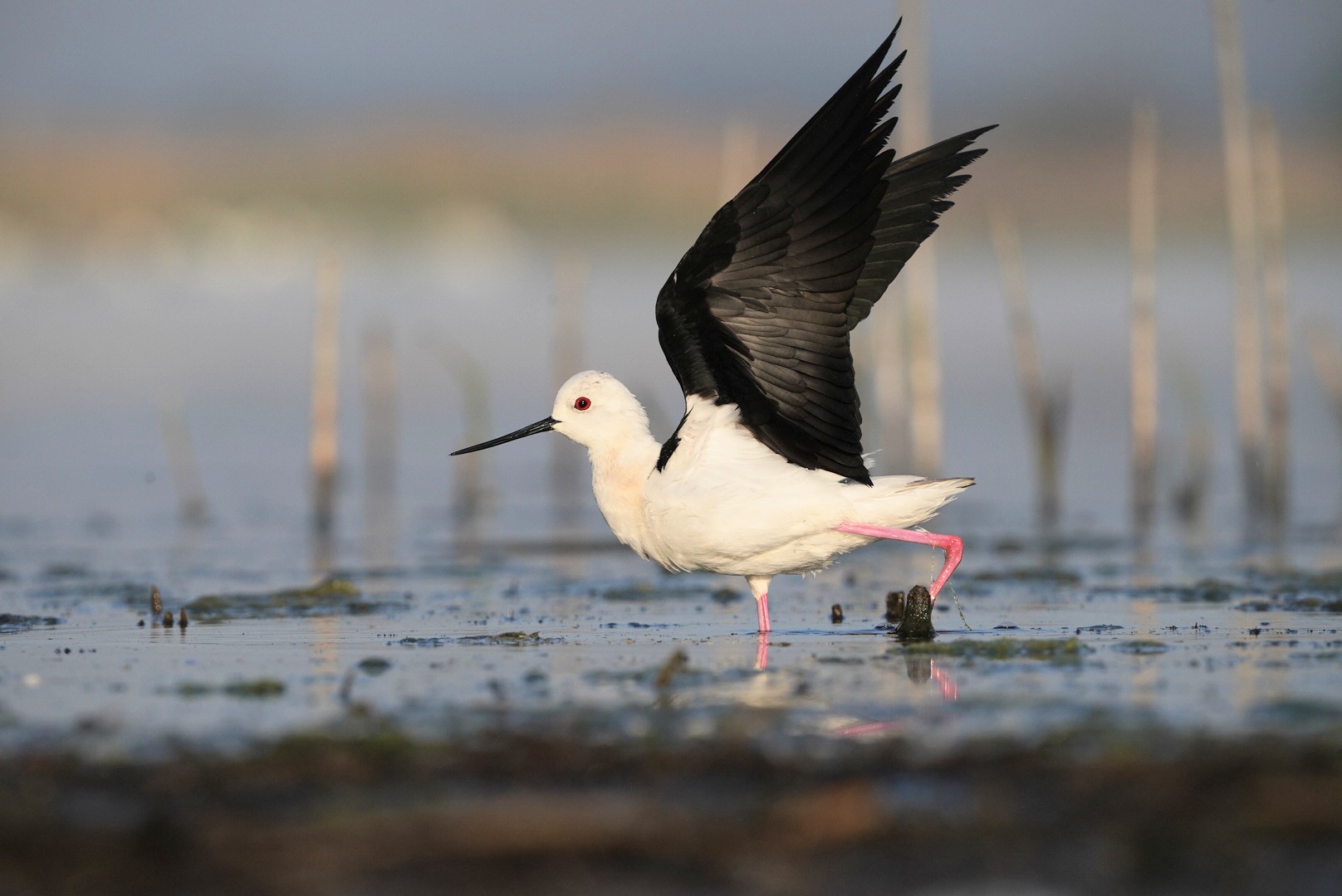 The black-winged stilt
