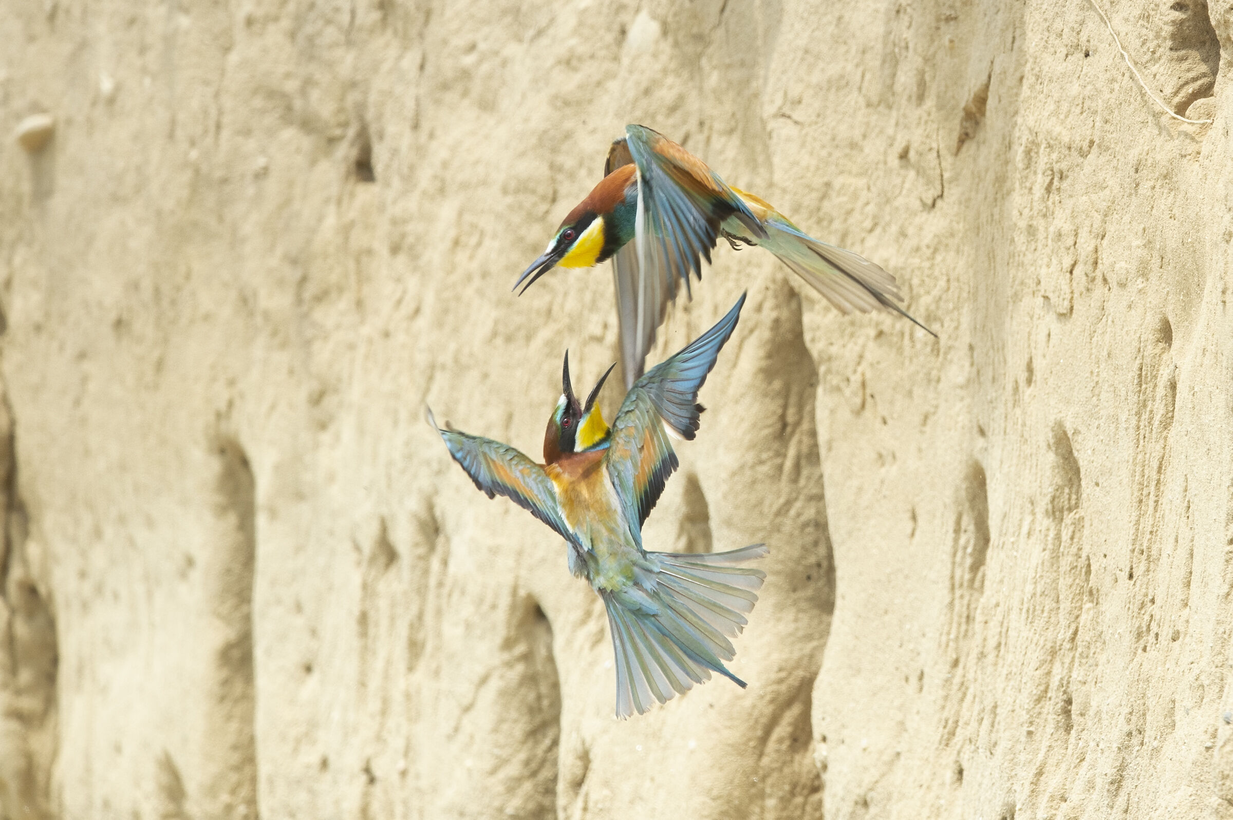 Gruccioni (Merops apiaster)