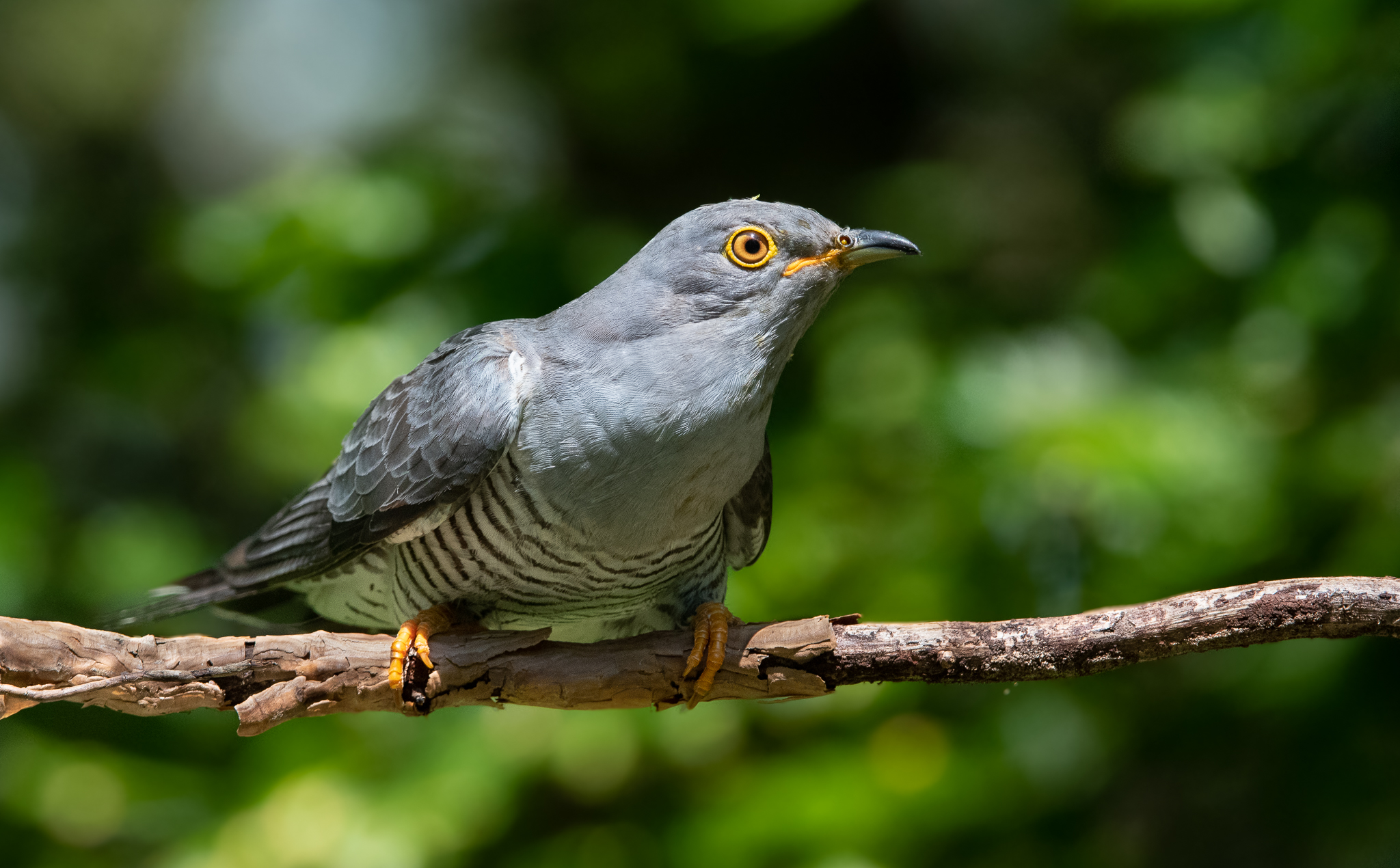 Che fatica riuscire a fare il Cuculo!