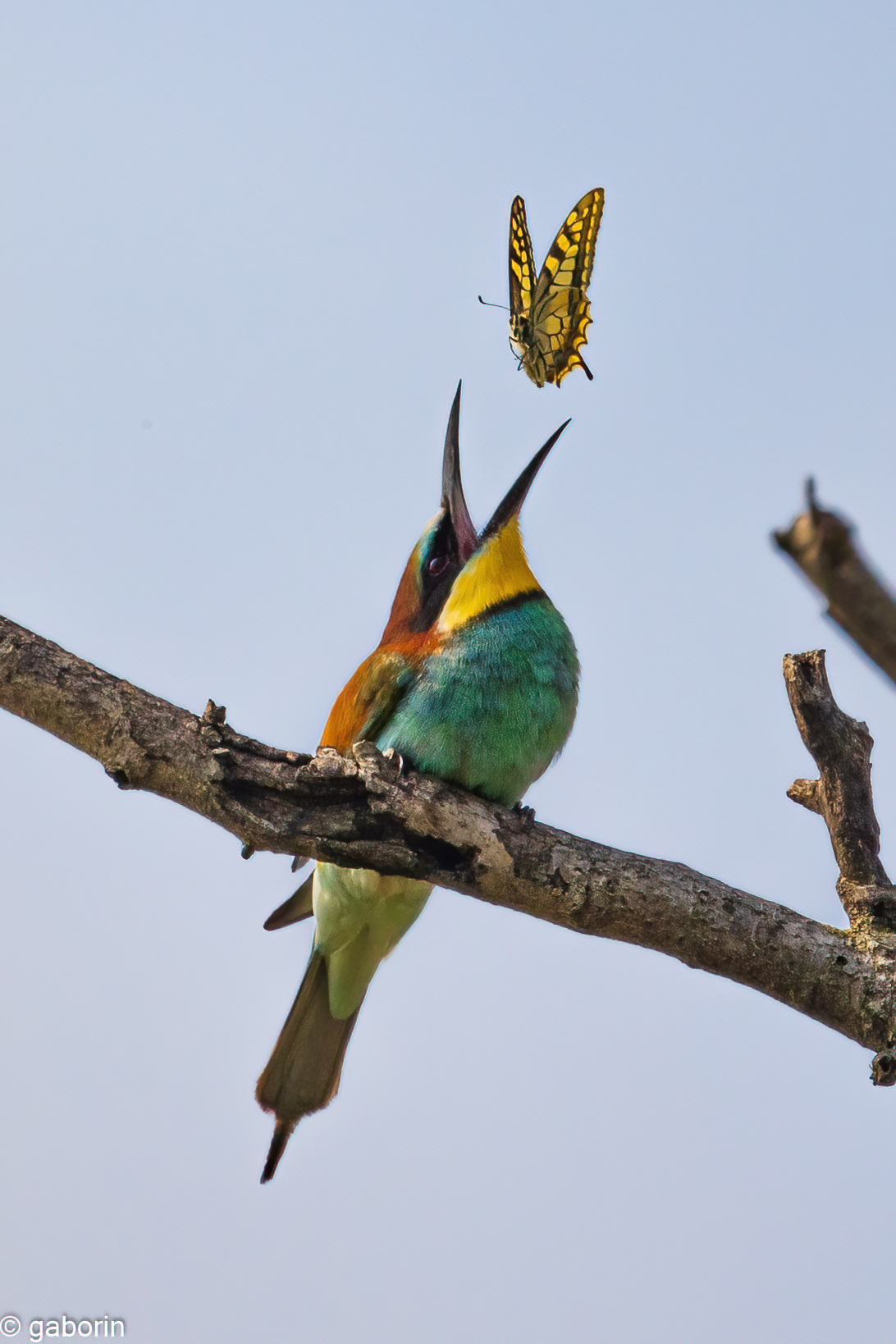 bee-eater