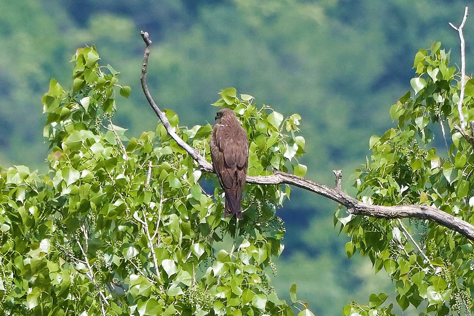 Nibbio bruno 29-04-2022