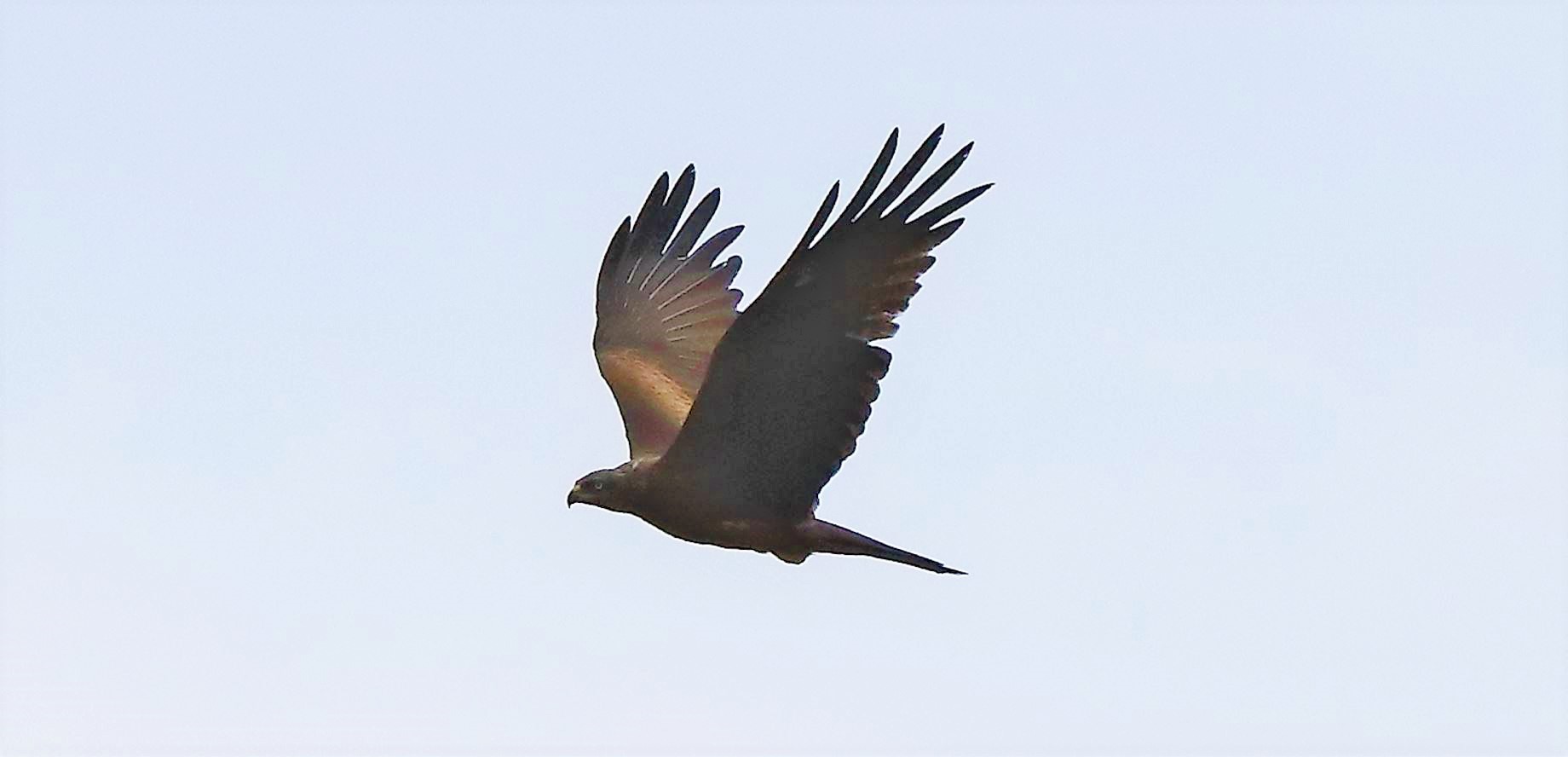 Nibbio bruno 30-04-2022