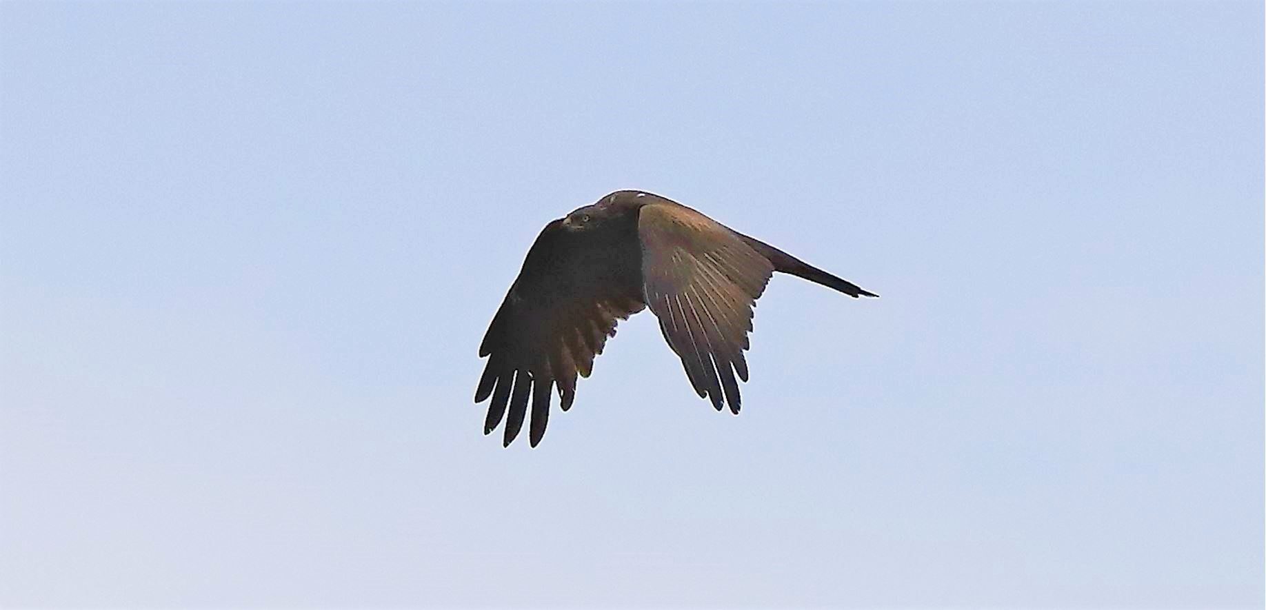 Nibbio bruno 30-04-2022