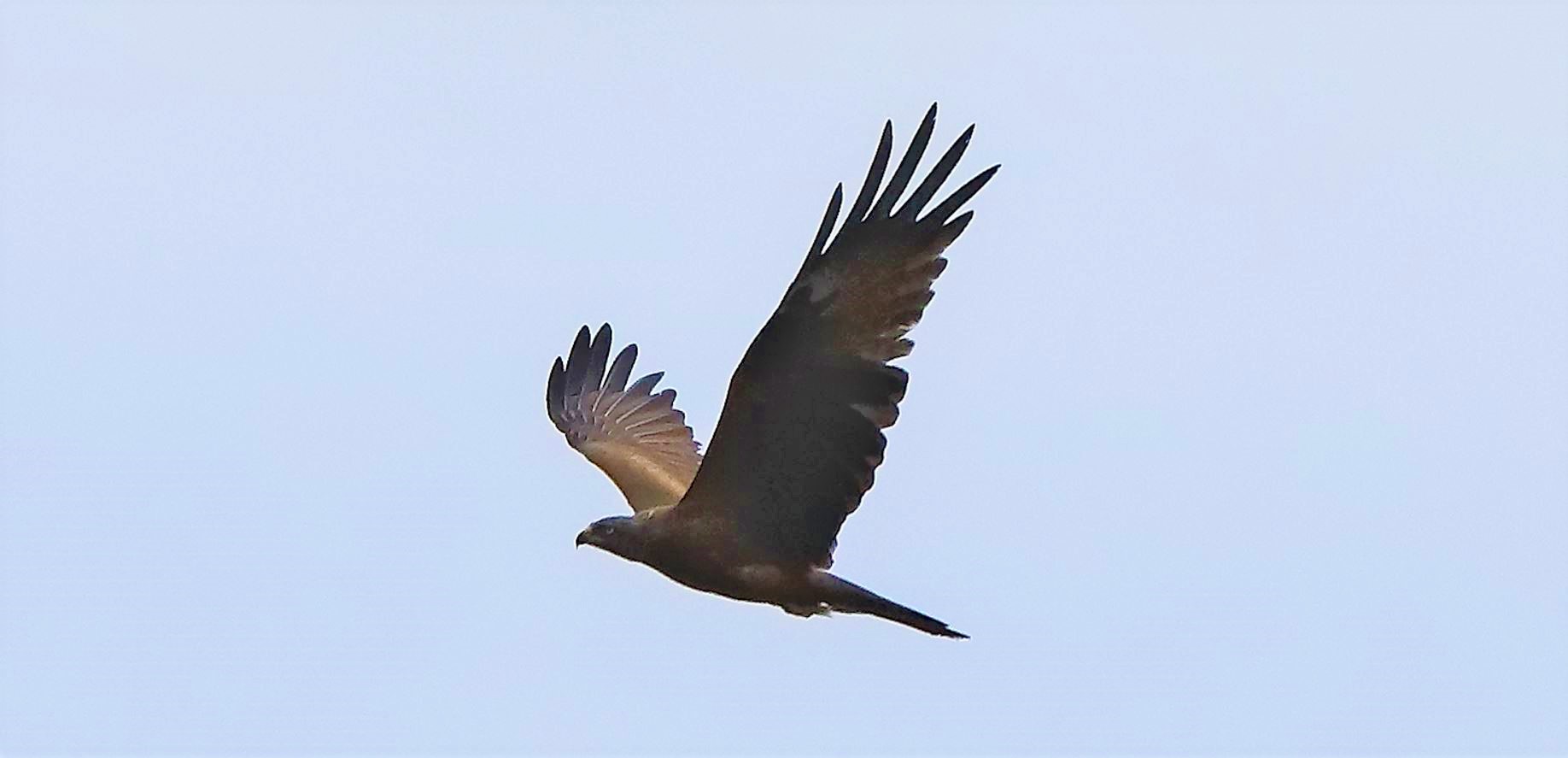 Nibbio bruno 30-04-2022