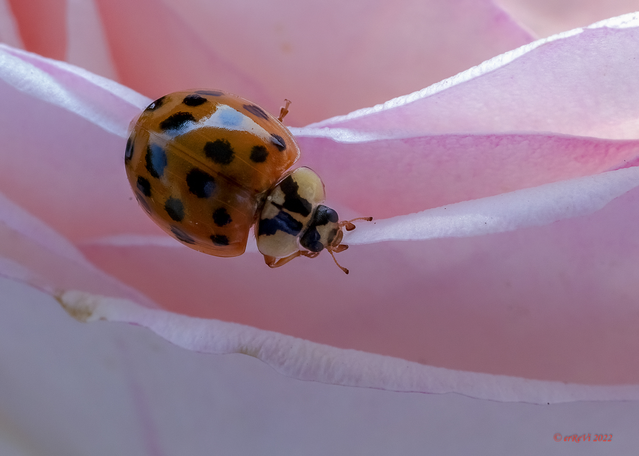 Ladybug Harlequin