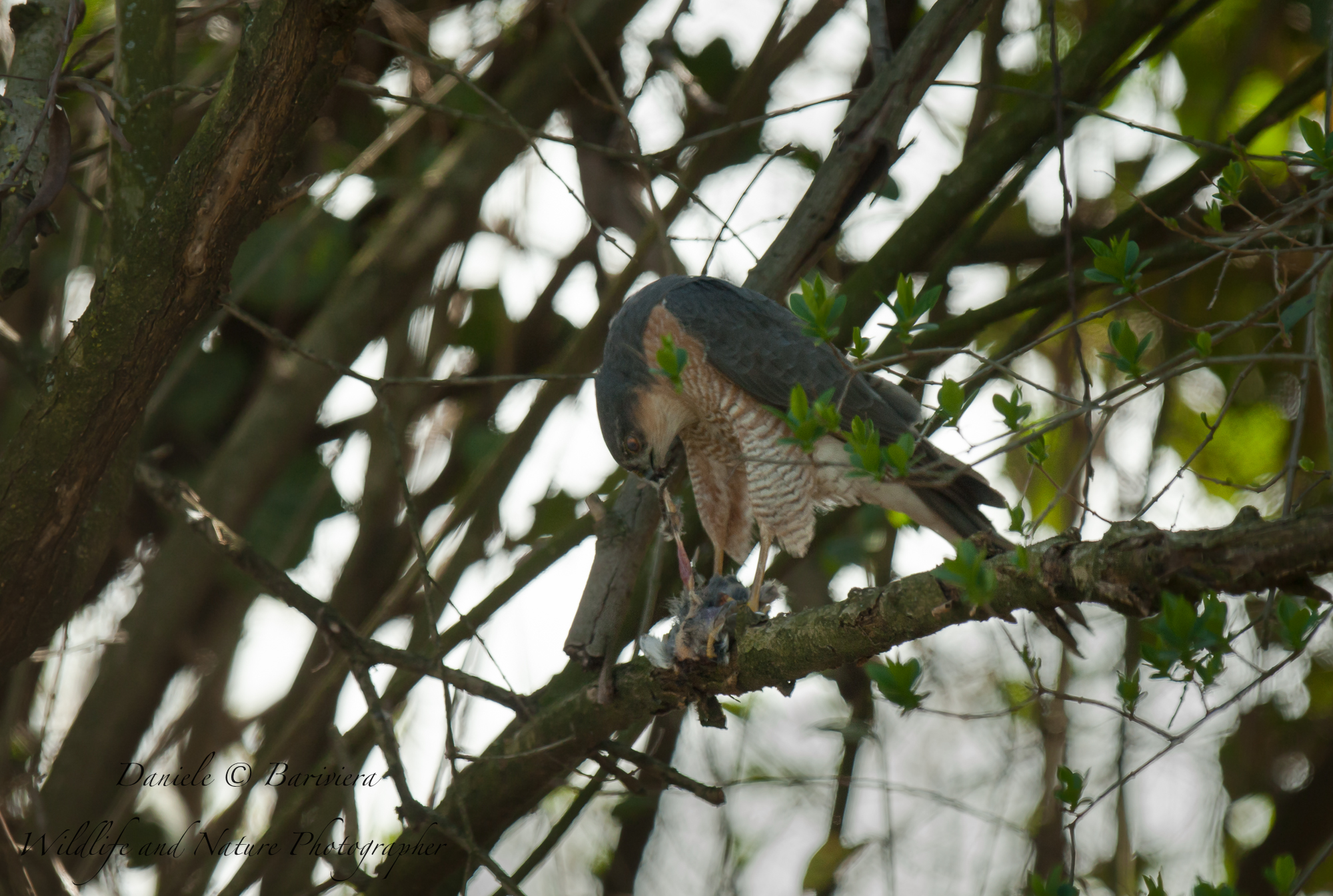 il pranzo dello sparviero (maschio) 2