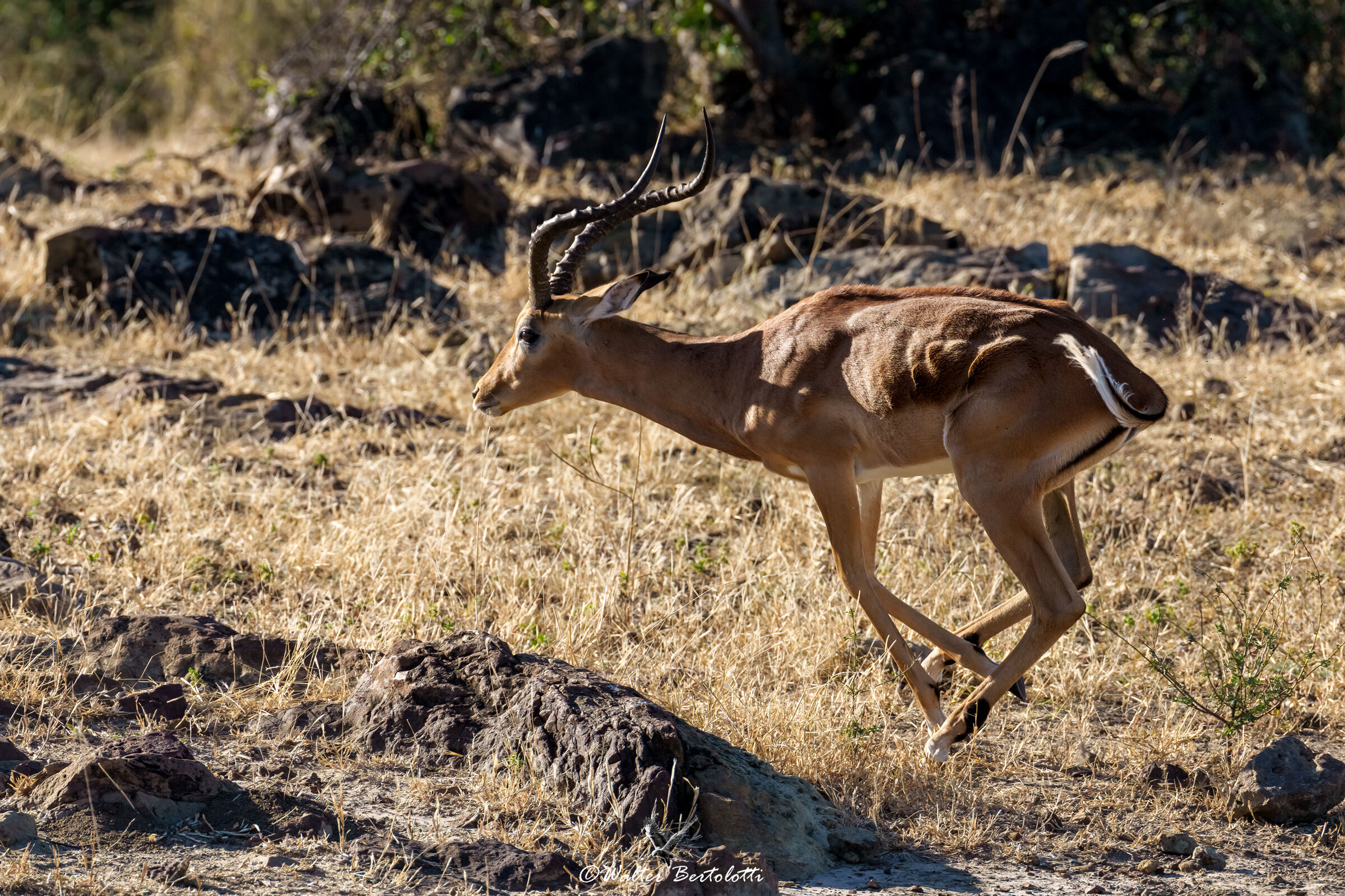 lo scatto dell'impala