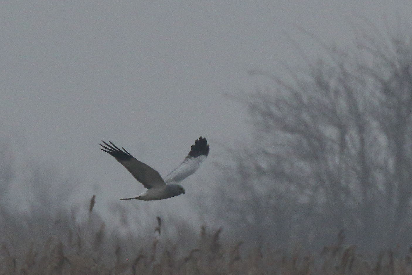 Male harrier or White kite