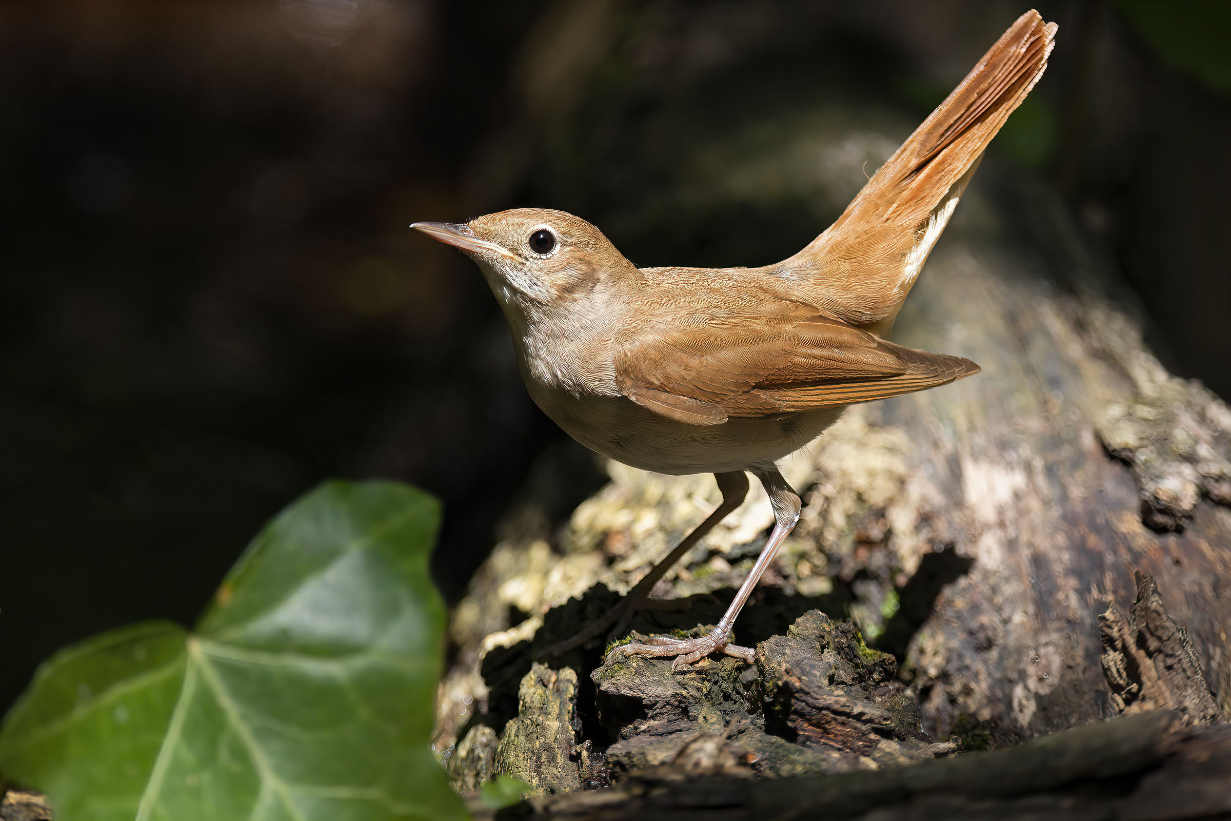 Usignolo baciato dal sole