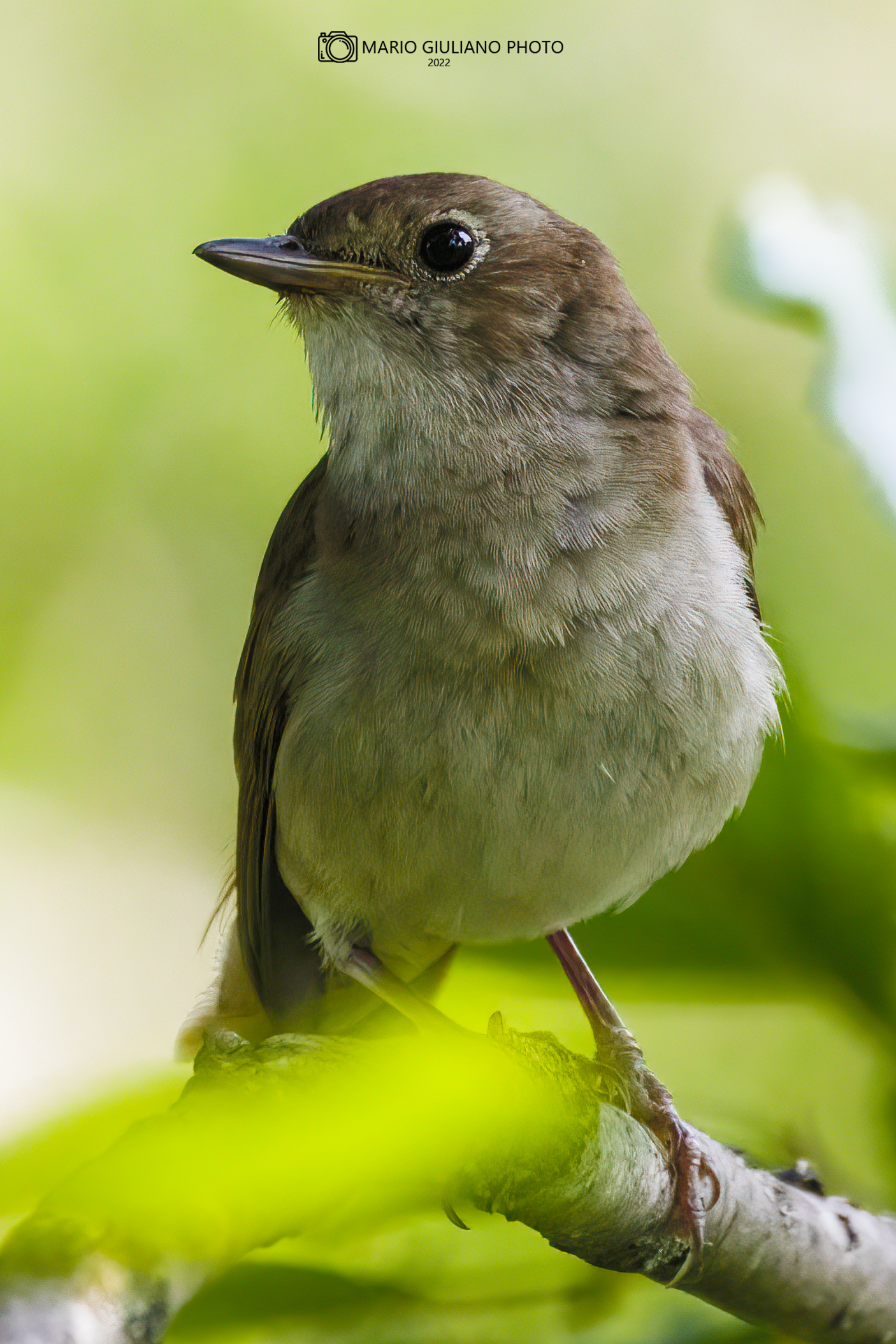 Nightingale
