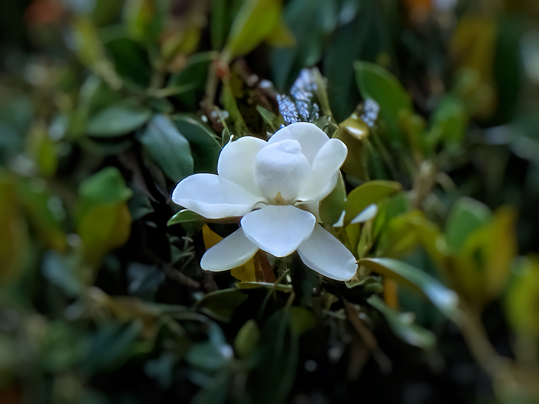 Magnolia - 50x crop.2,86