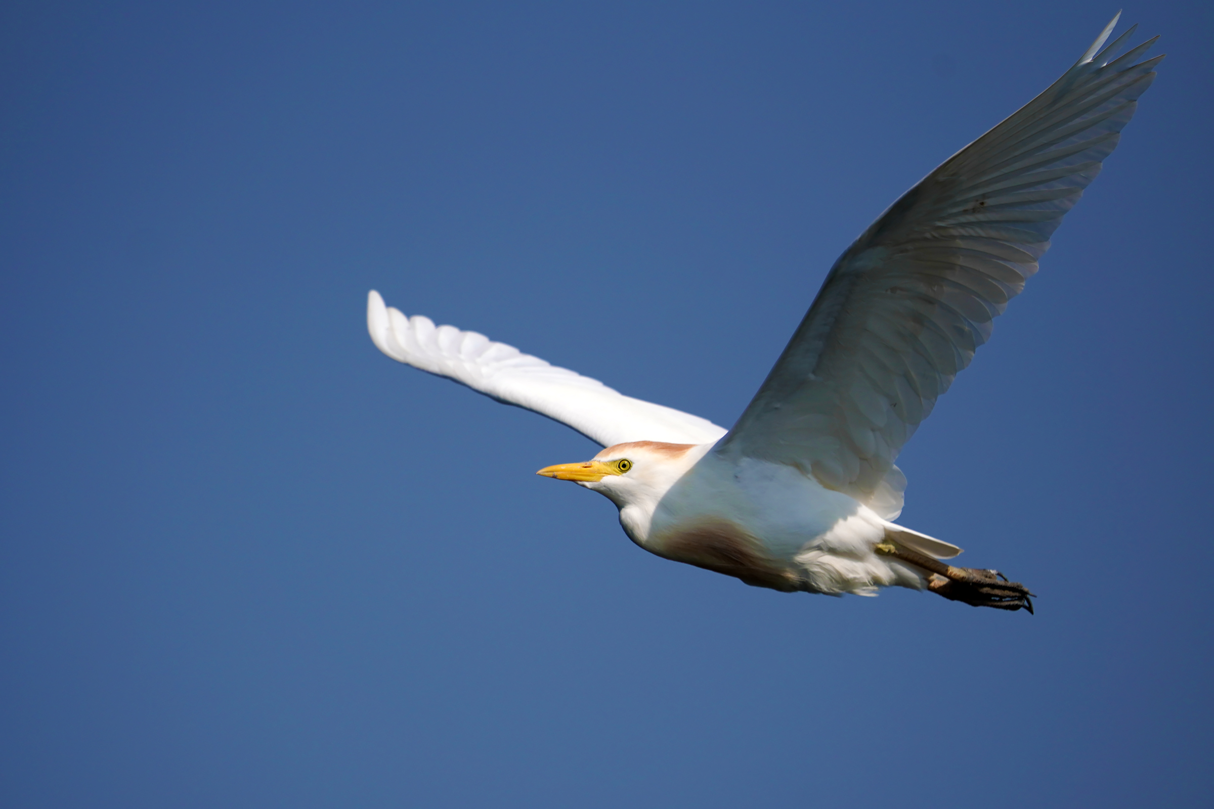 i voli del guardabuoi 1