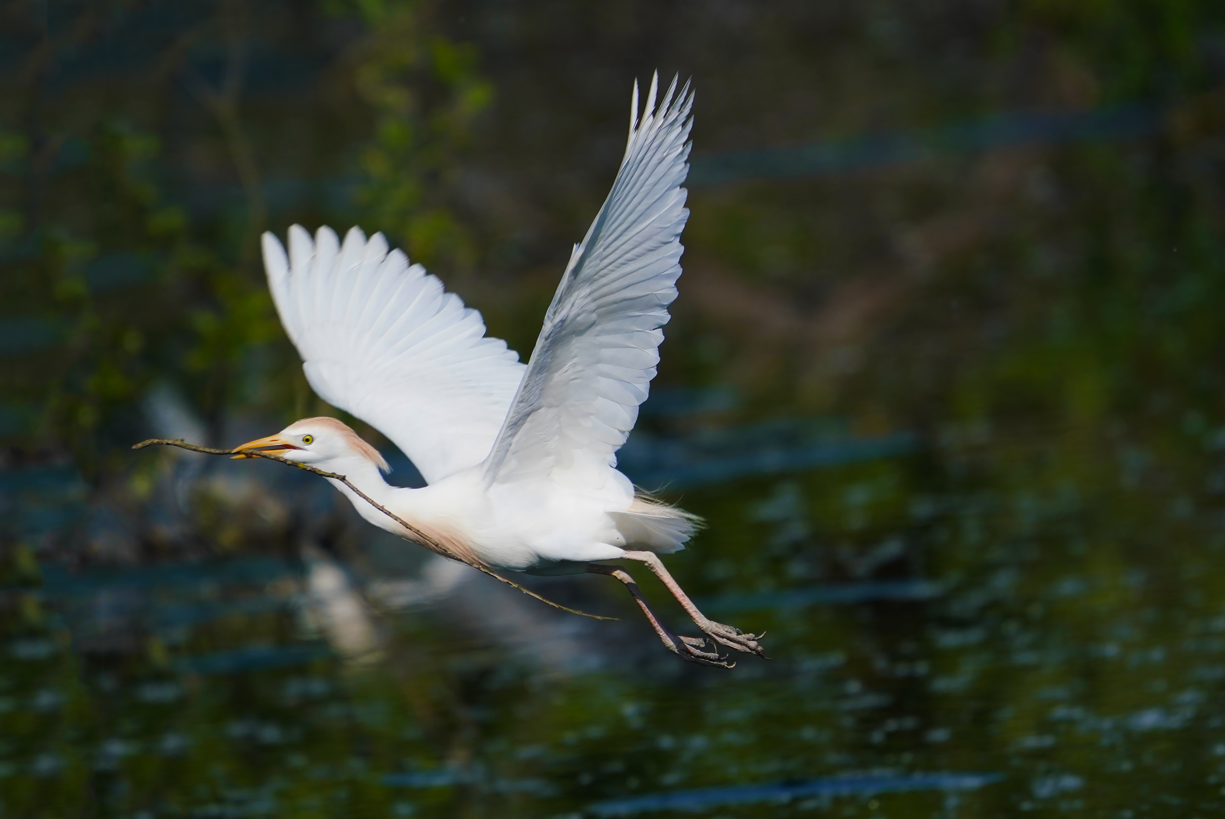 i voli del guardabuoi 2