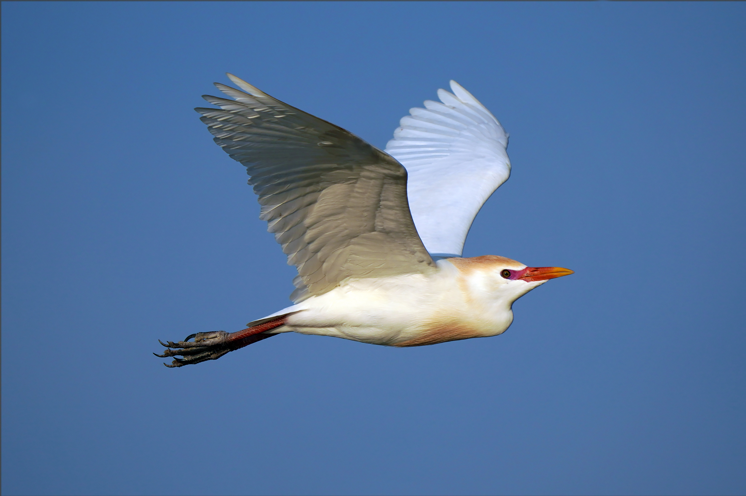 i voli del guardabuoi 3