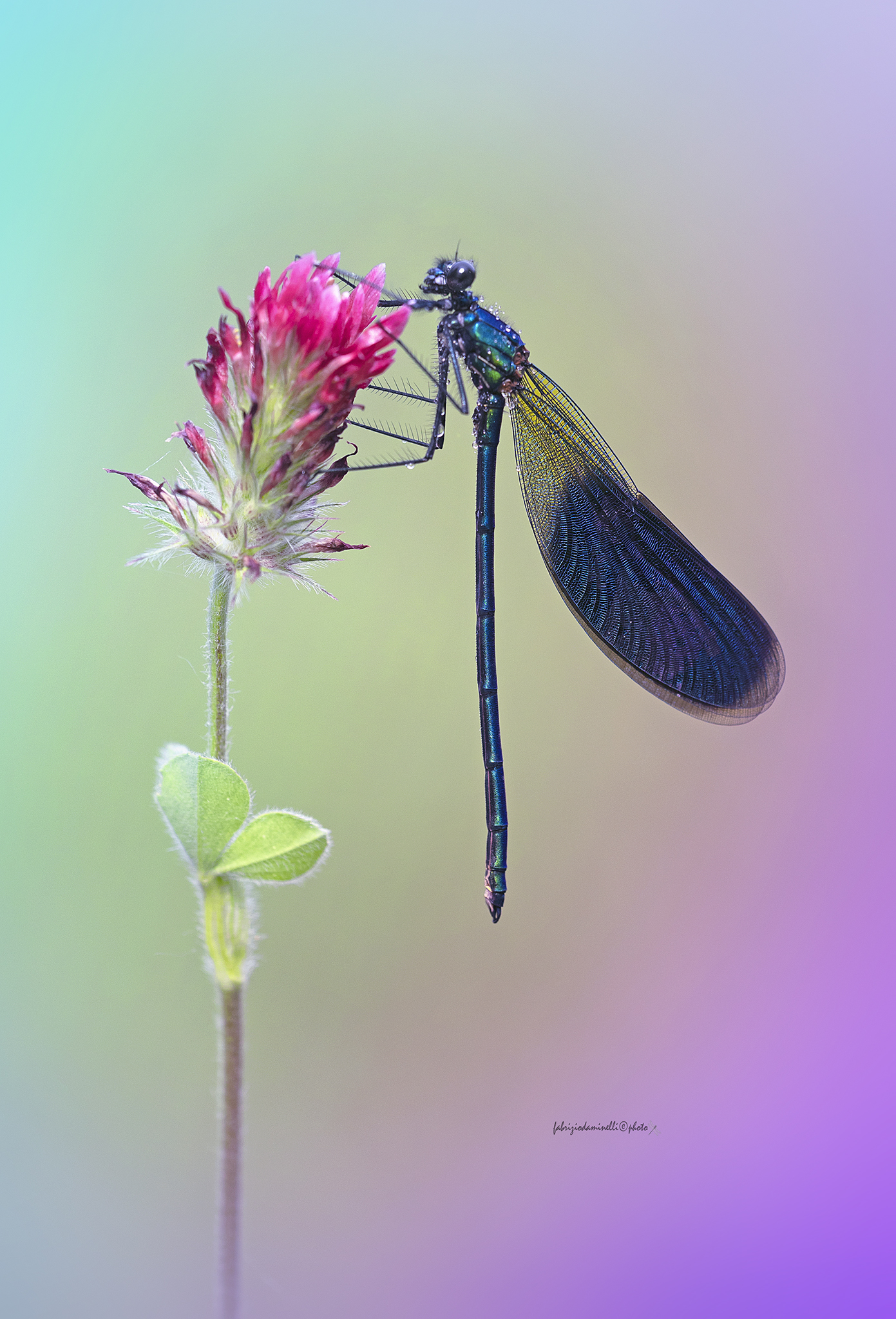 Calopteryx splendens