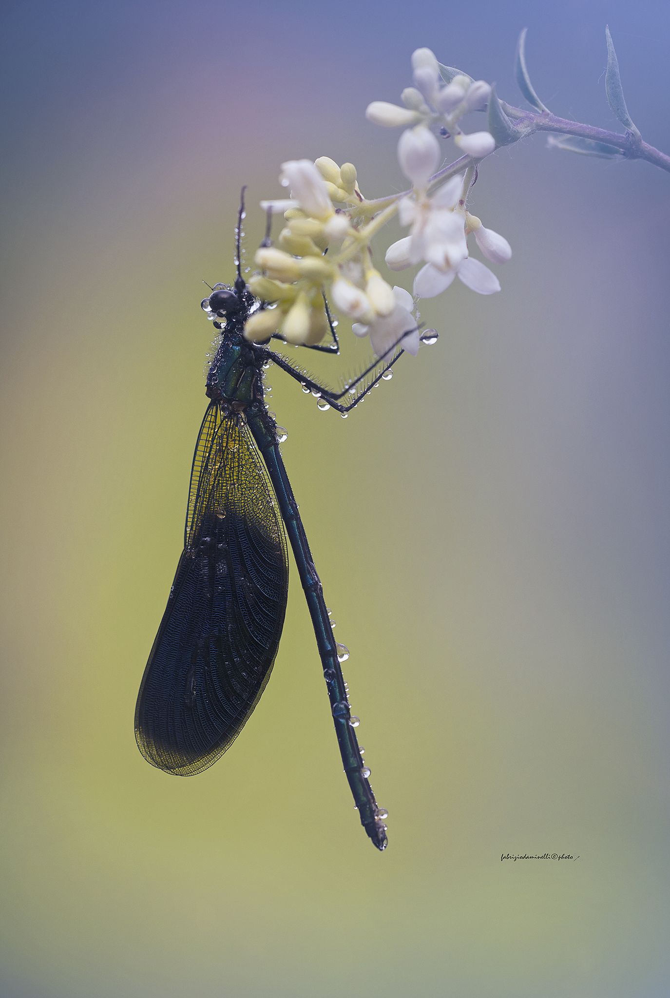 Calopteryx splendens