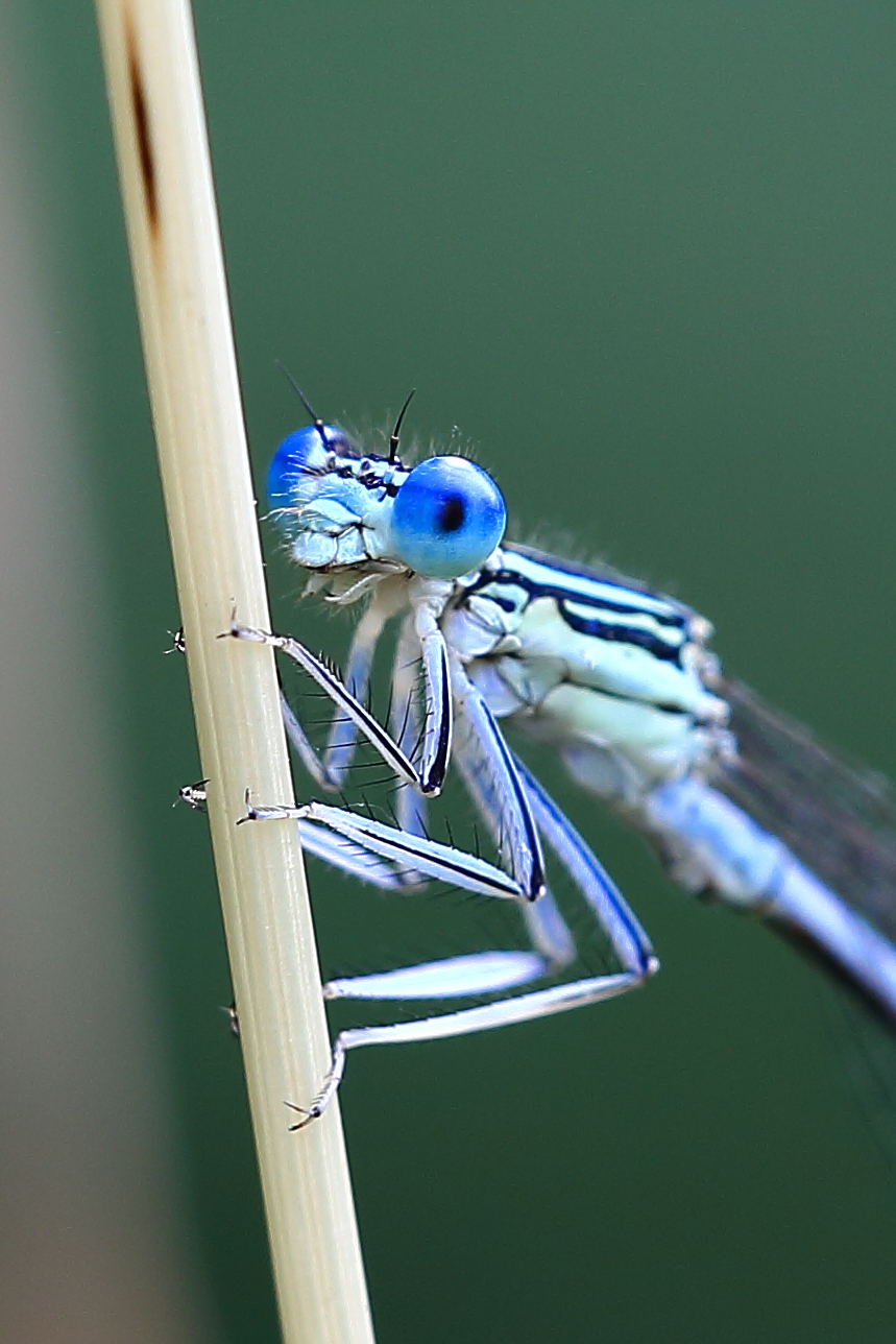 Blue Eyes