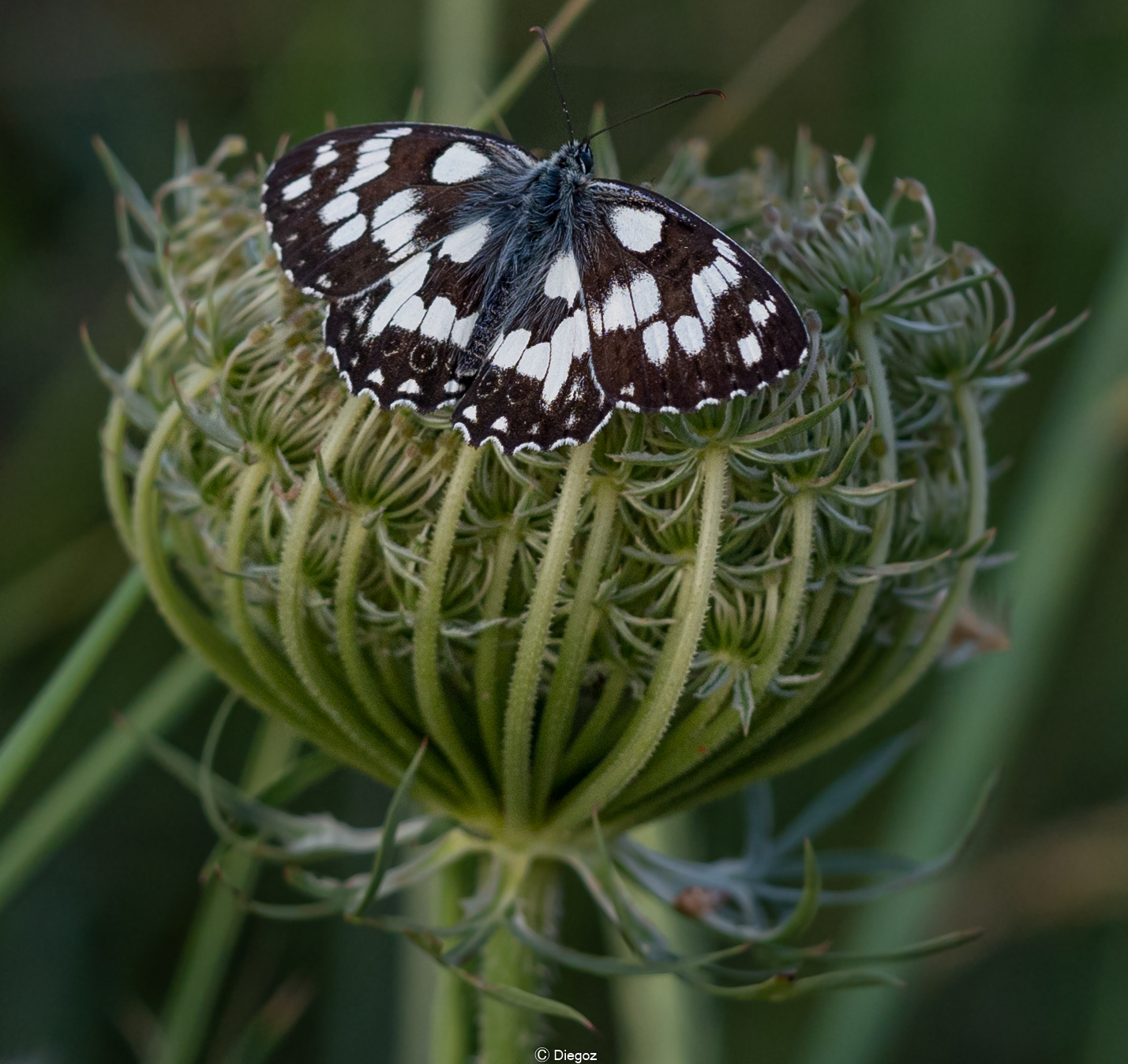 Melanargia Galathea